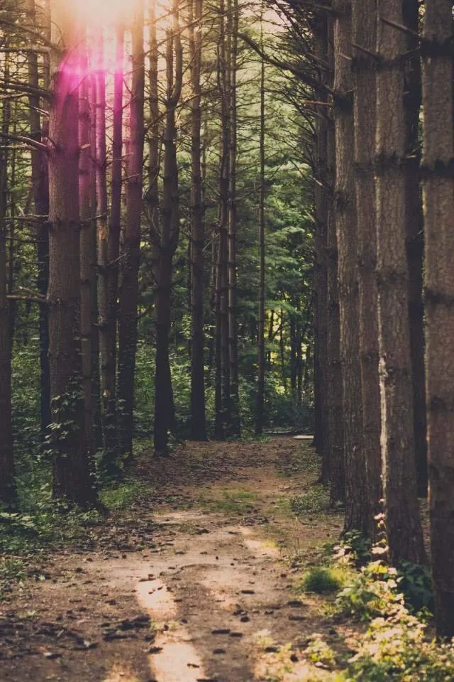 Peaceful forest