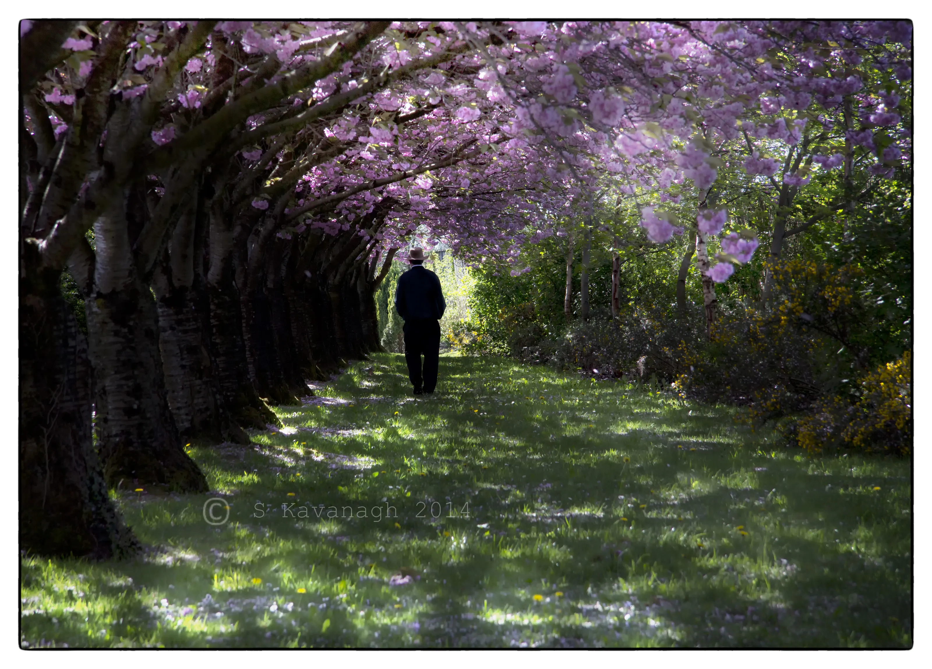 Cherry Blossom Walk