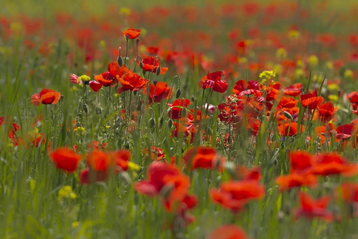 Field poppy