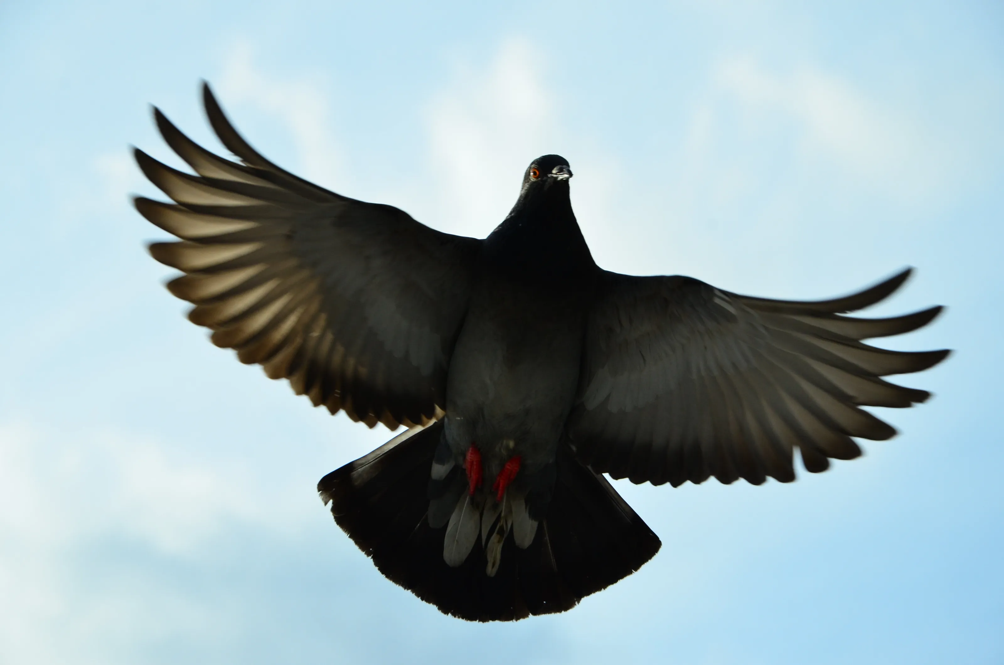 Post Pigeon?