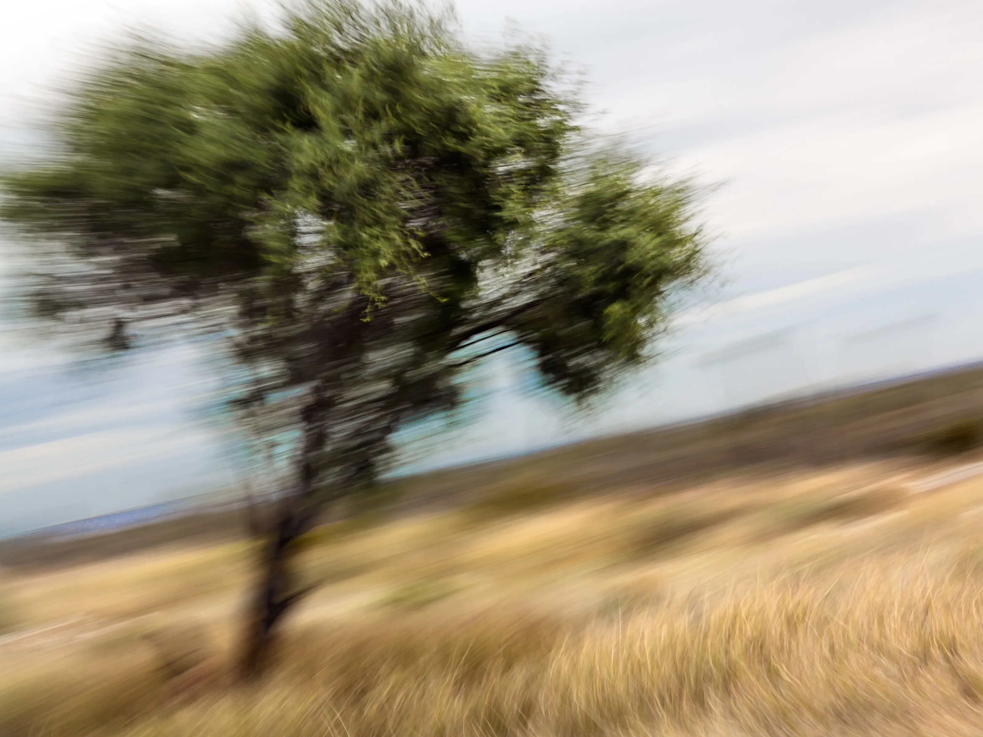 Tree in Baja California