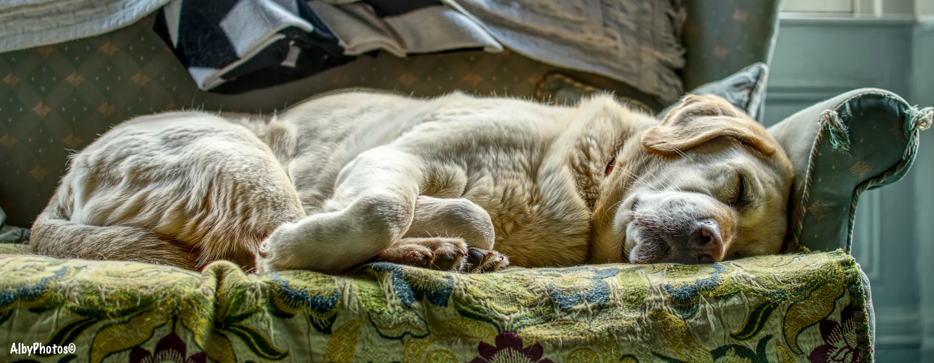 Let Sleeping Dogs Lie