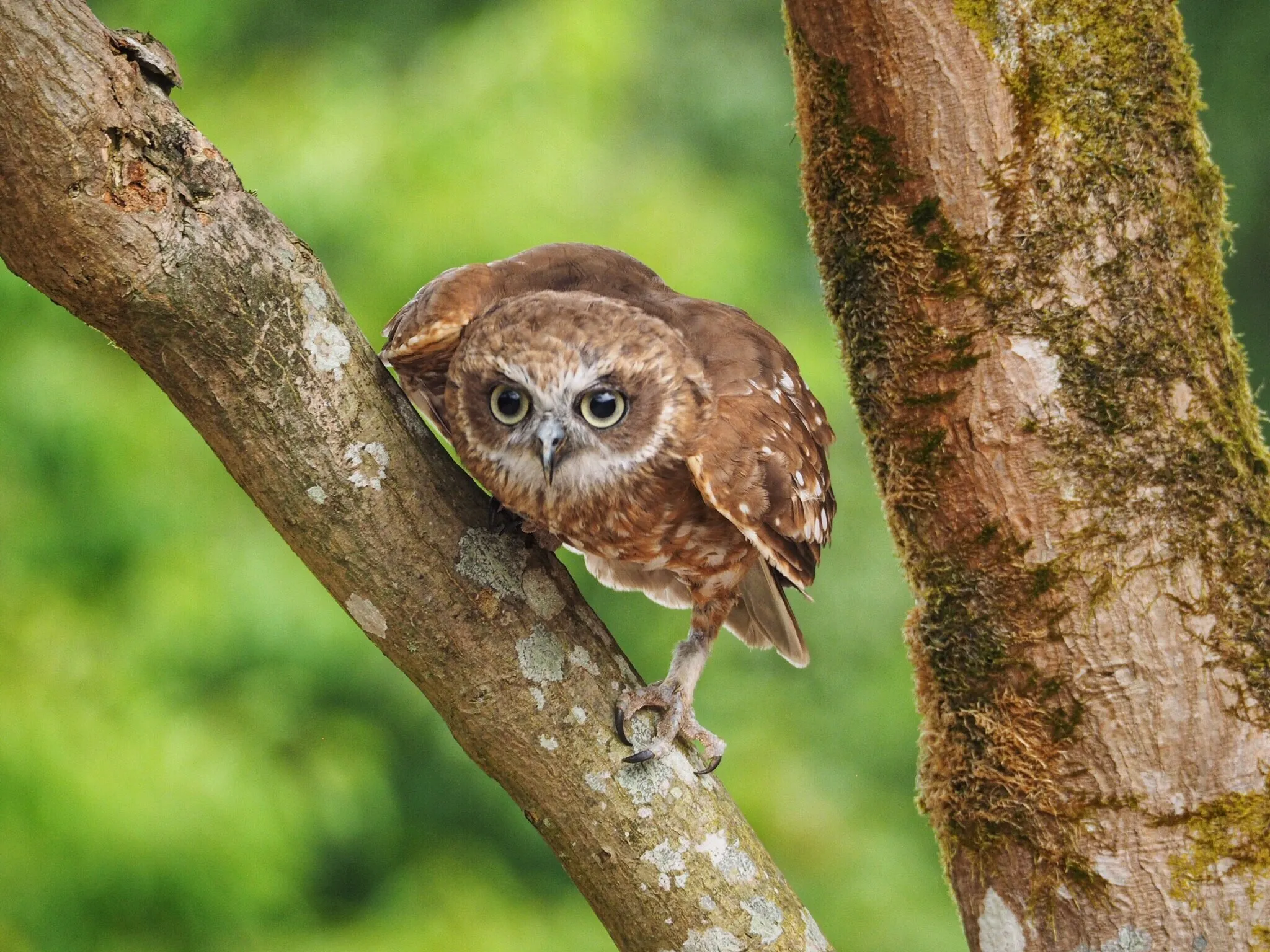 Little Owl
