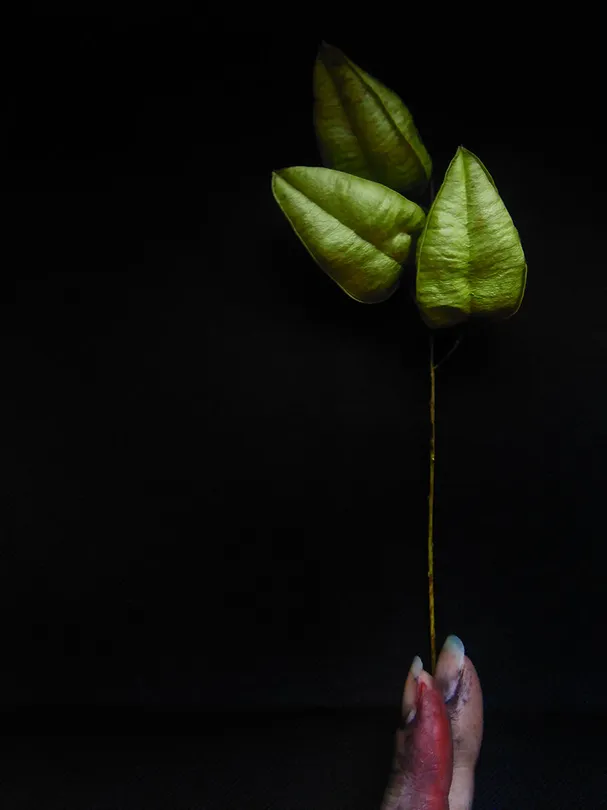 Untitled image
