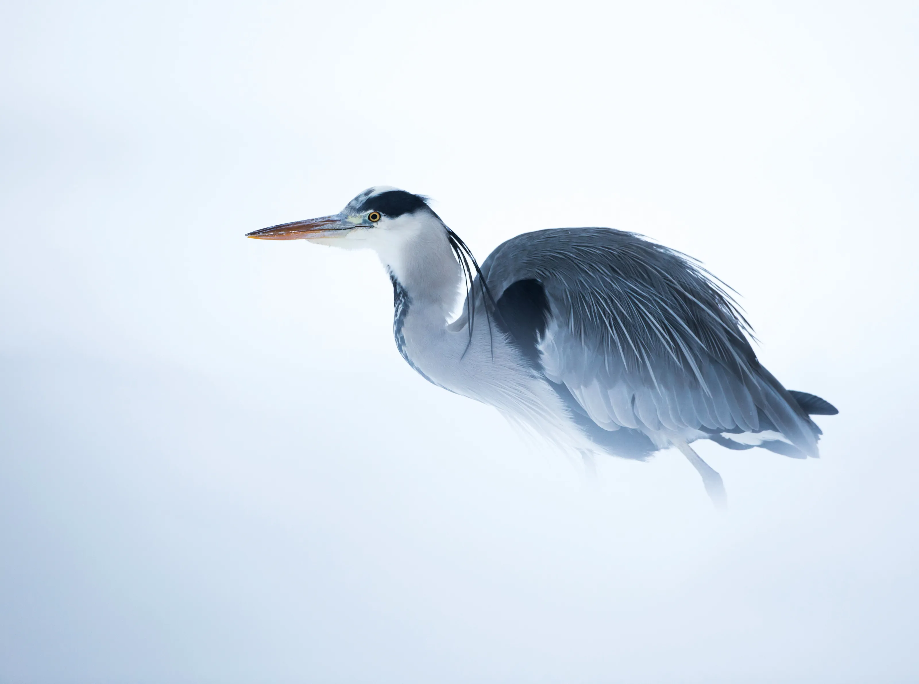 Winter heron