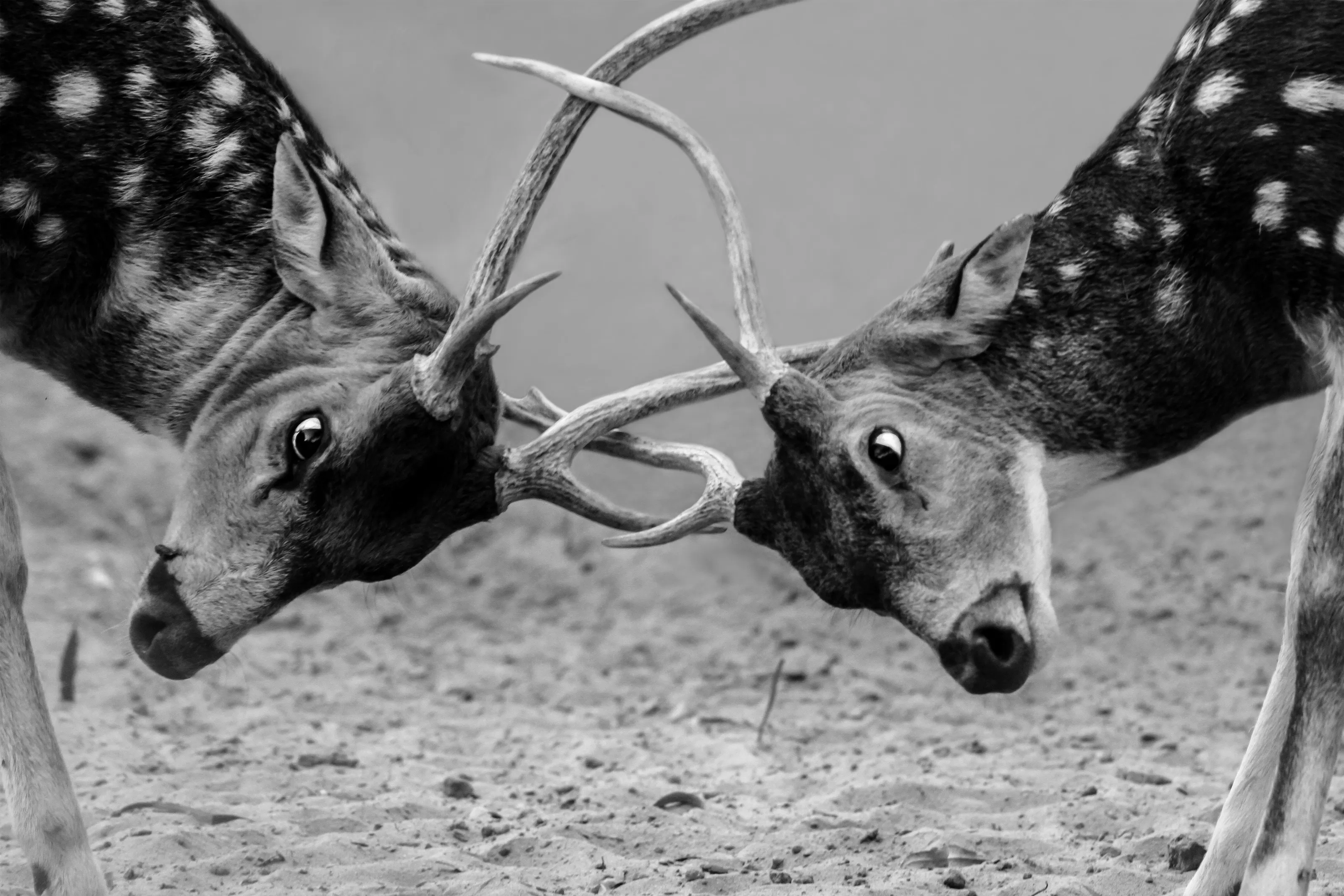 Fighting Moment