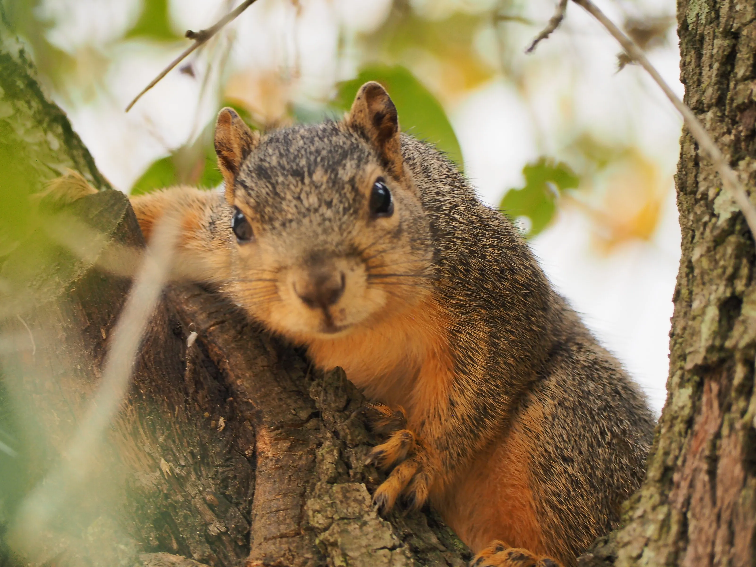 A cute squirrel looking at me