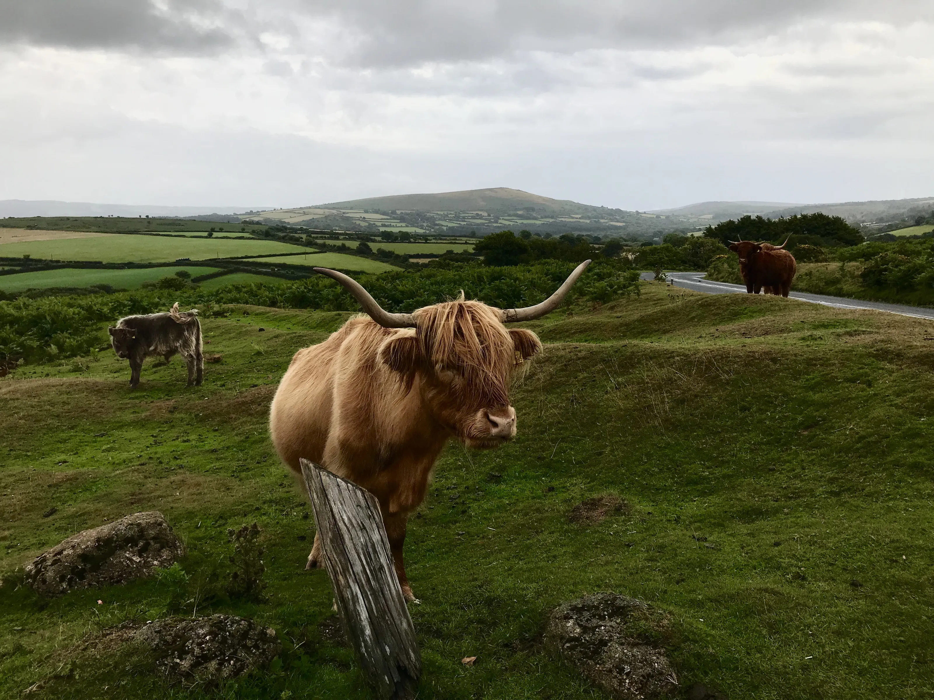 Hairy Cow