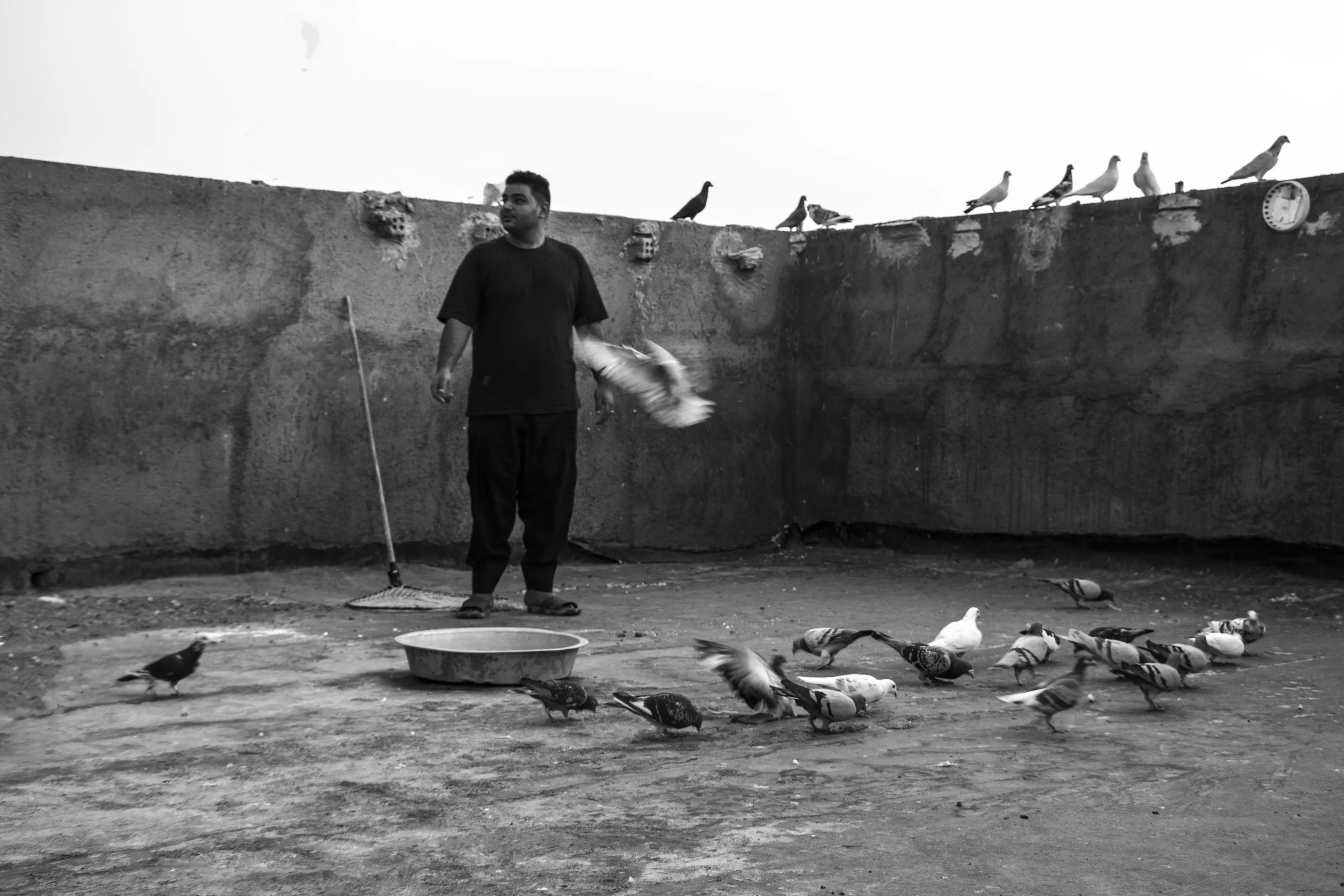 Love the pigeon