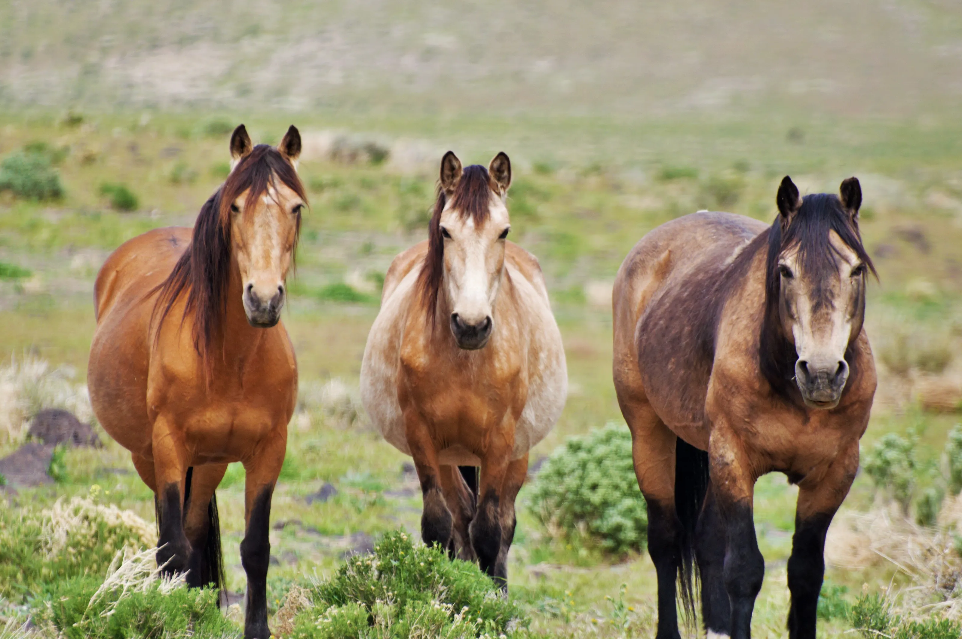 3 Mustangs