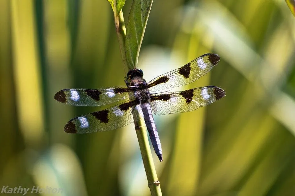 Pond visitor