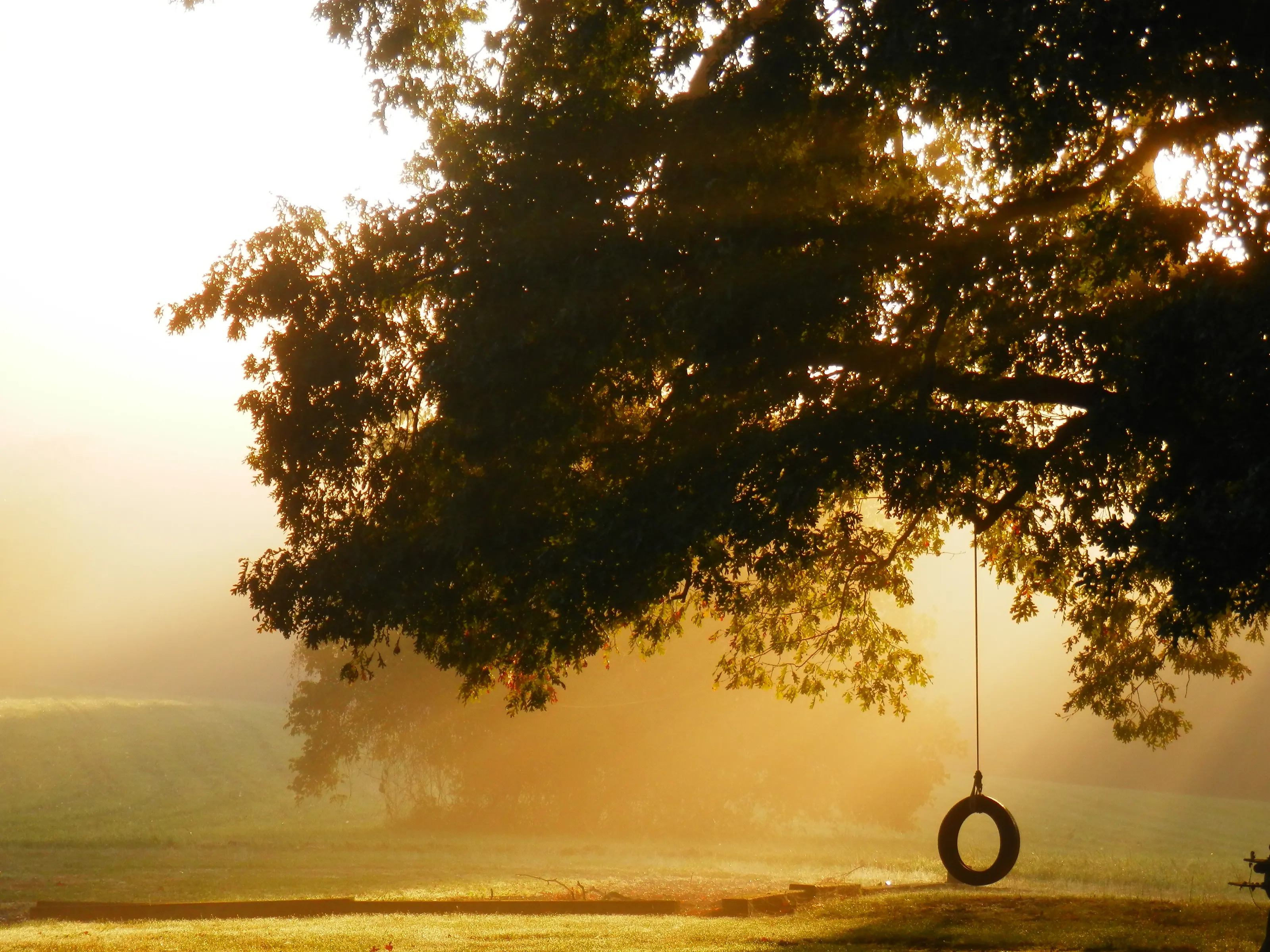 Early morning in the country