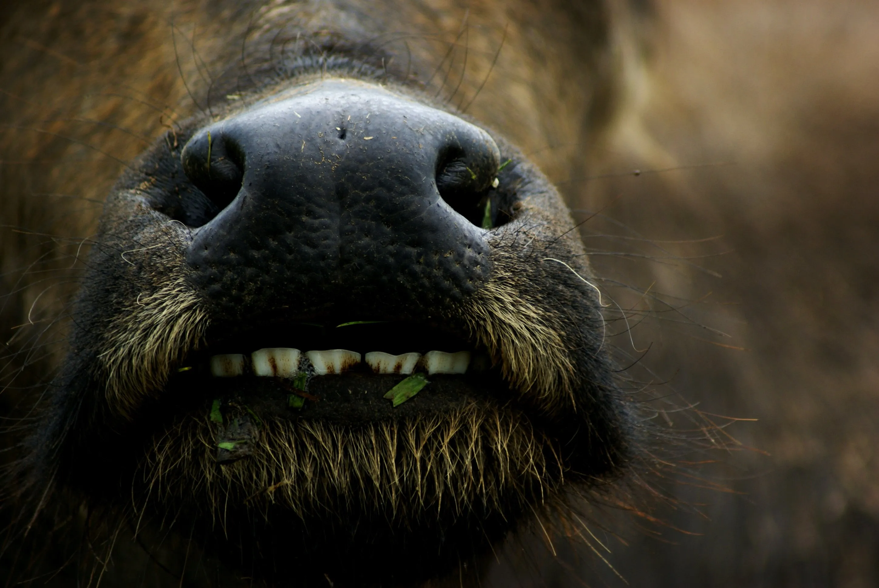 Smile