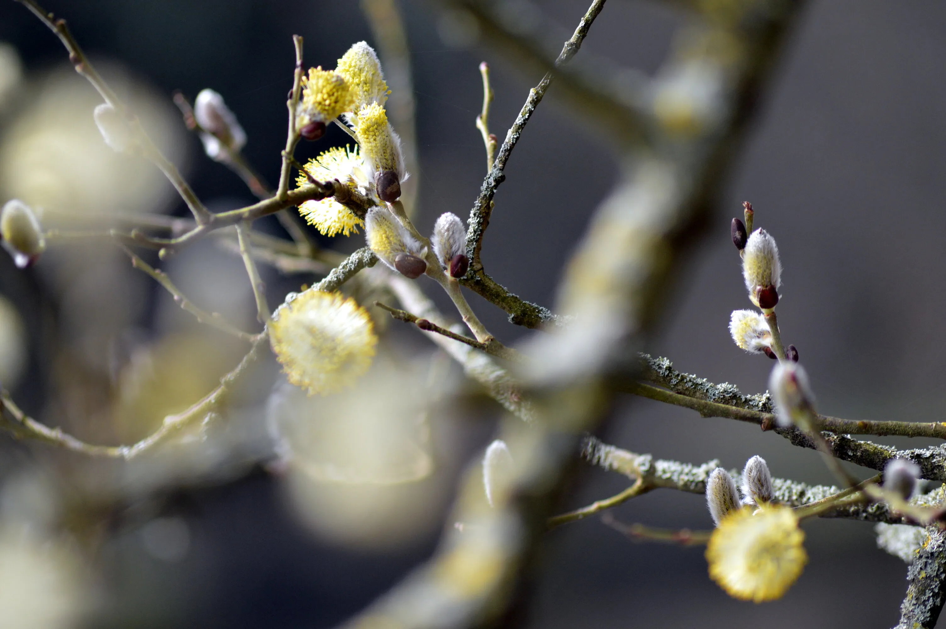 Willow buds