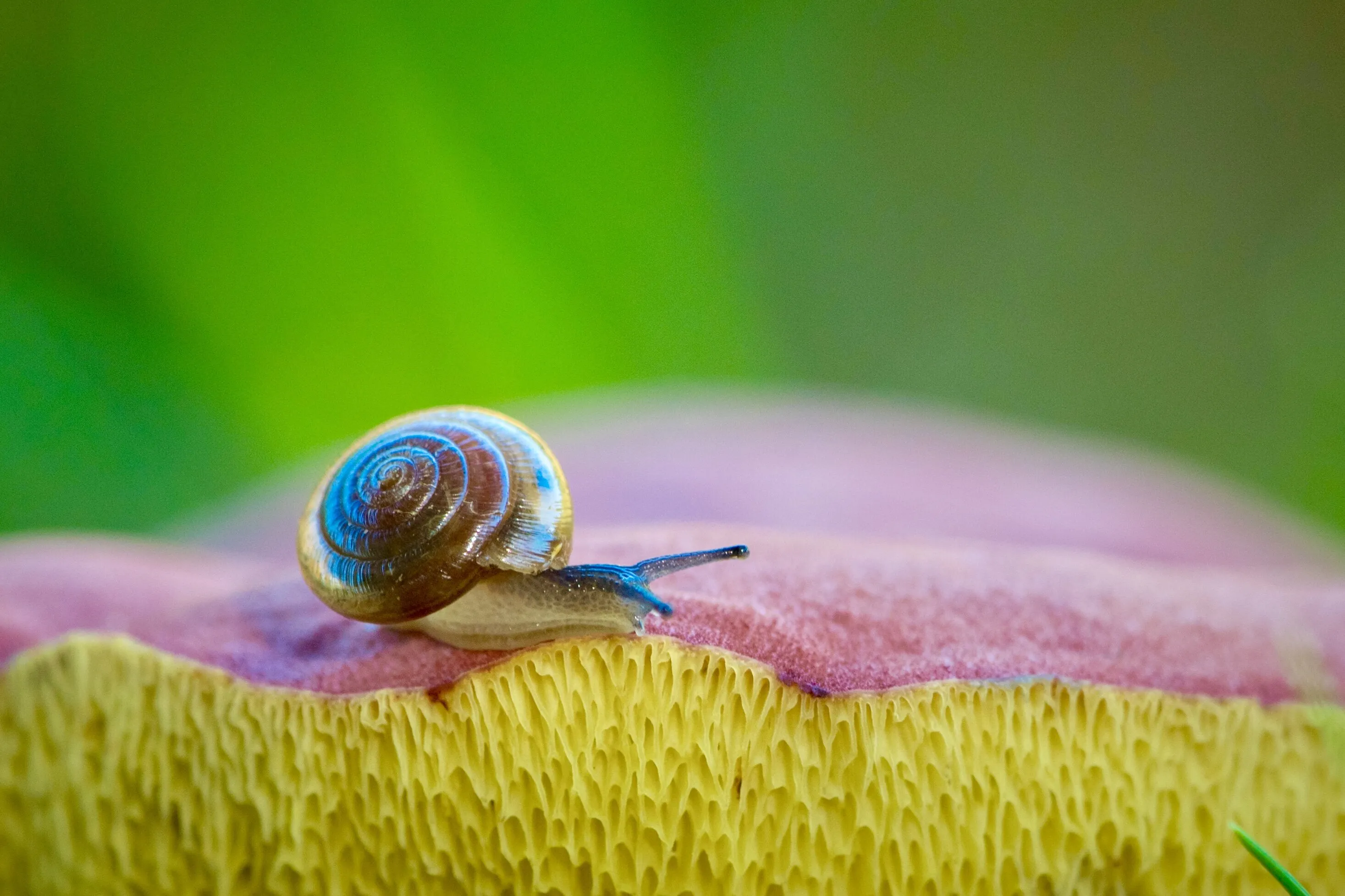 shrooms ‘n snails
