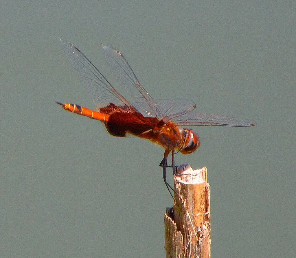 Dragonfly