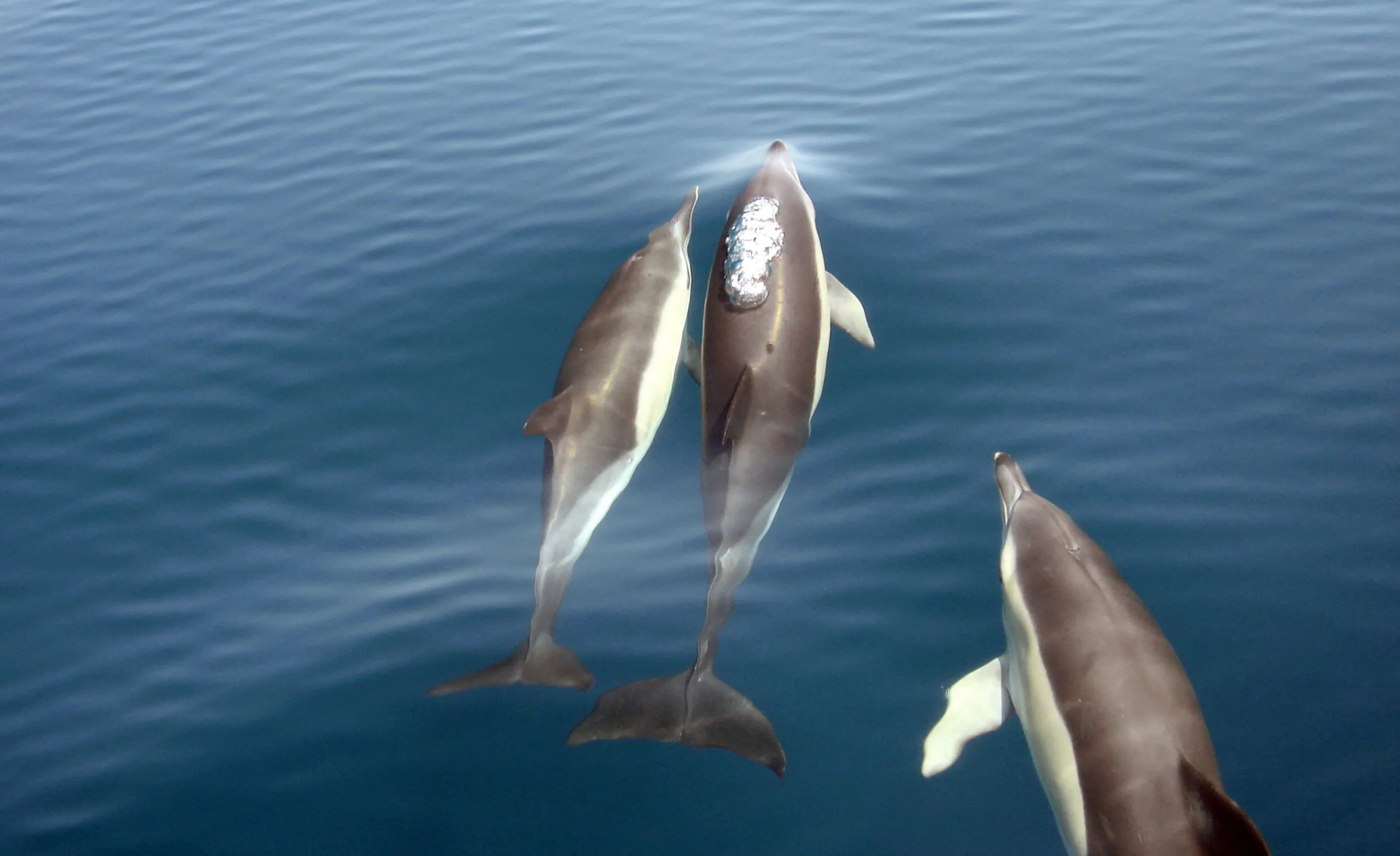 Blue Planet