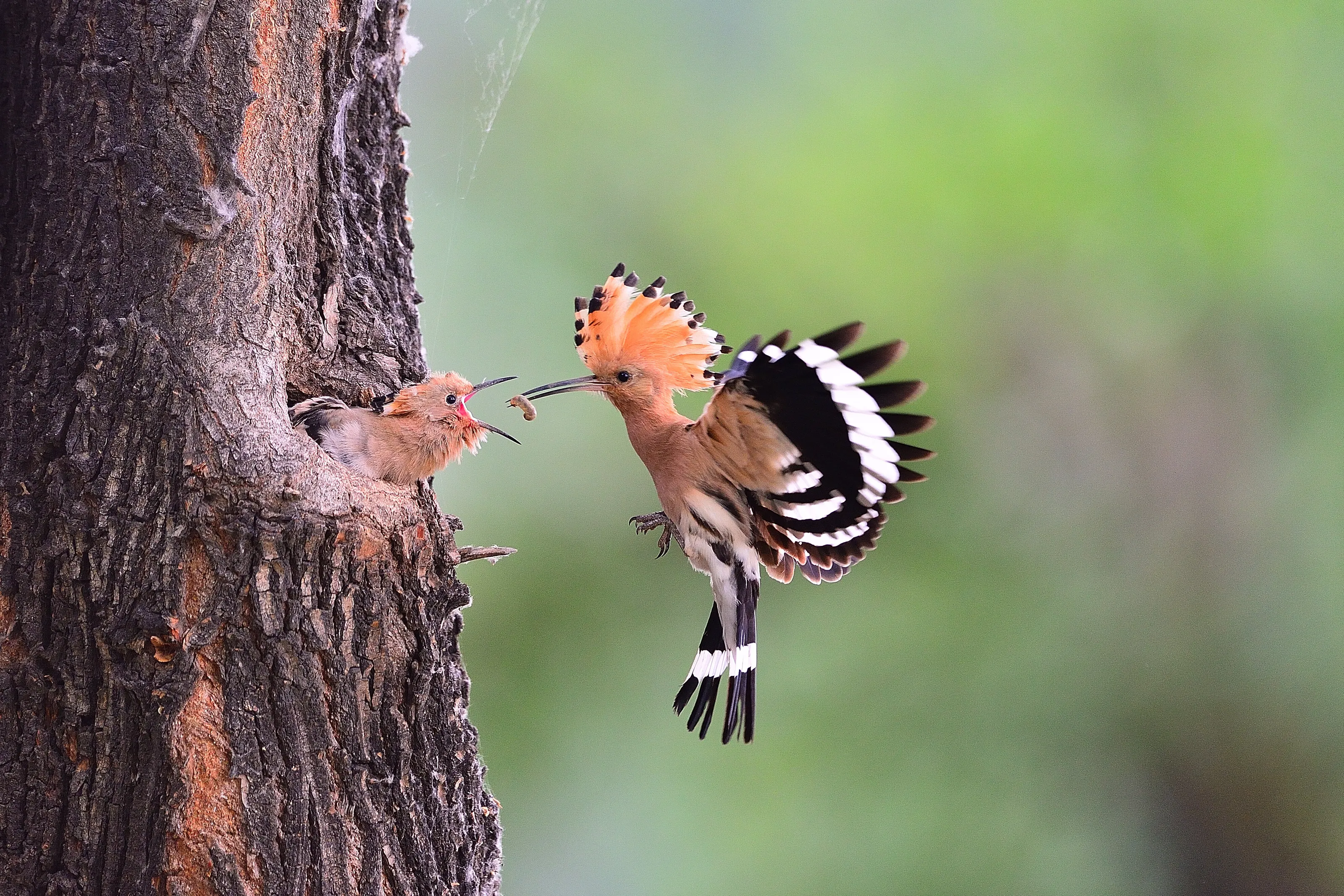 Feeding