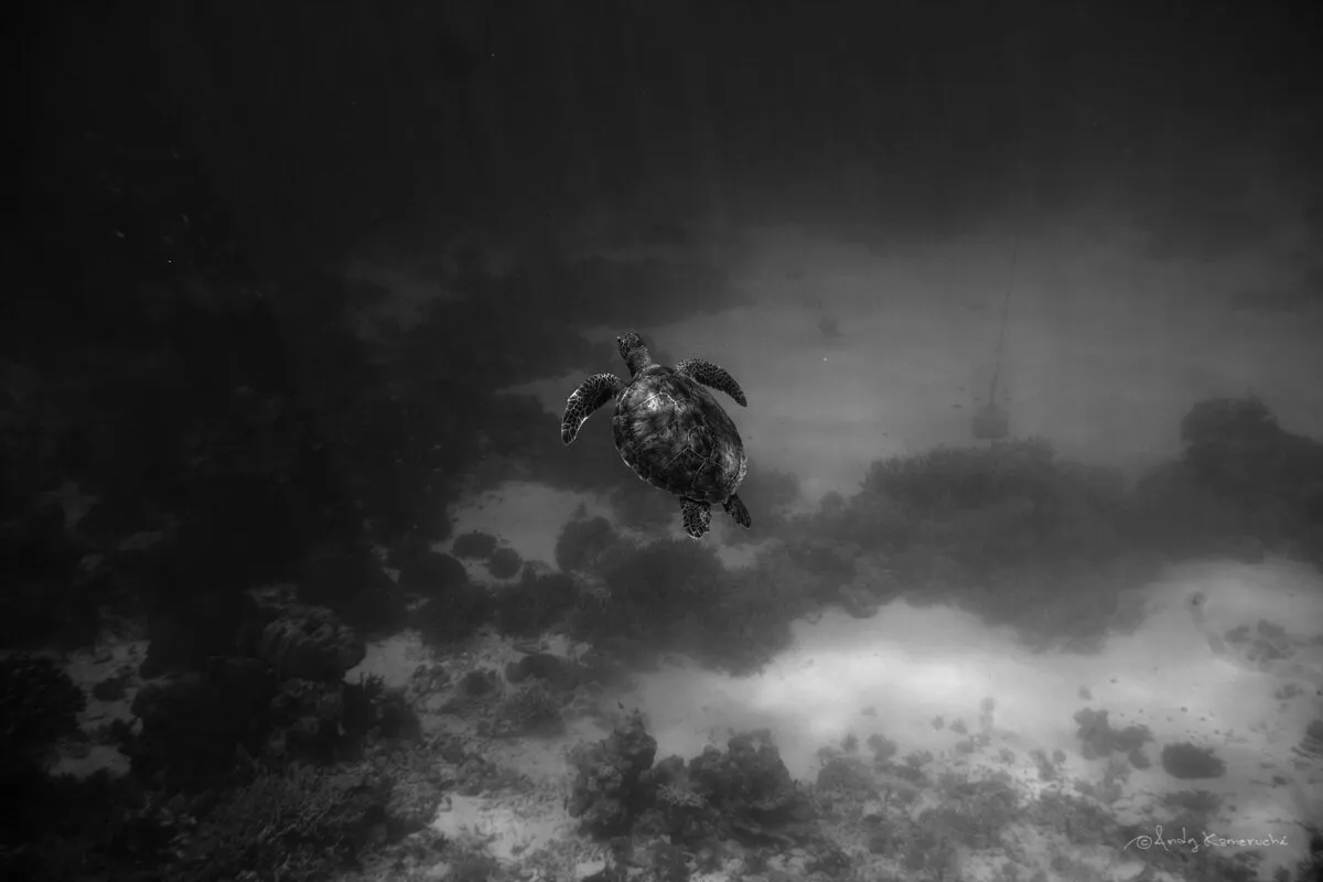 Smooth Swimmer