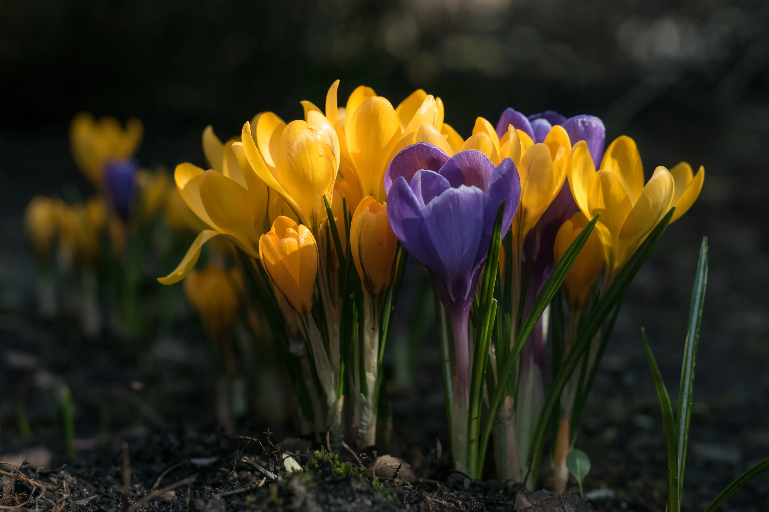 Crocuses at sun