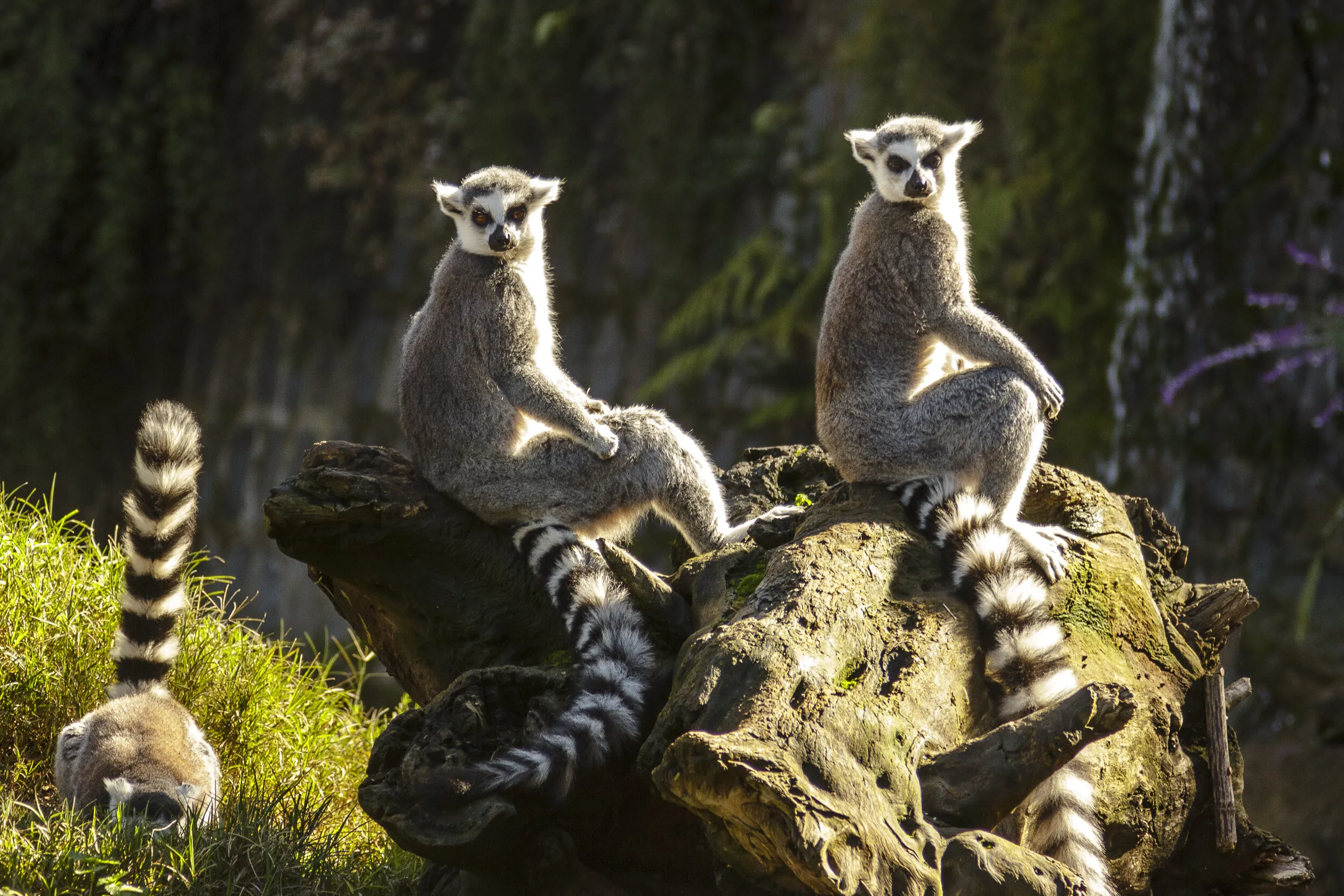 Lemurs