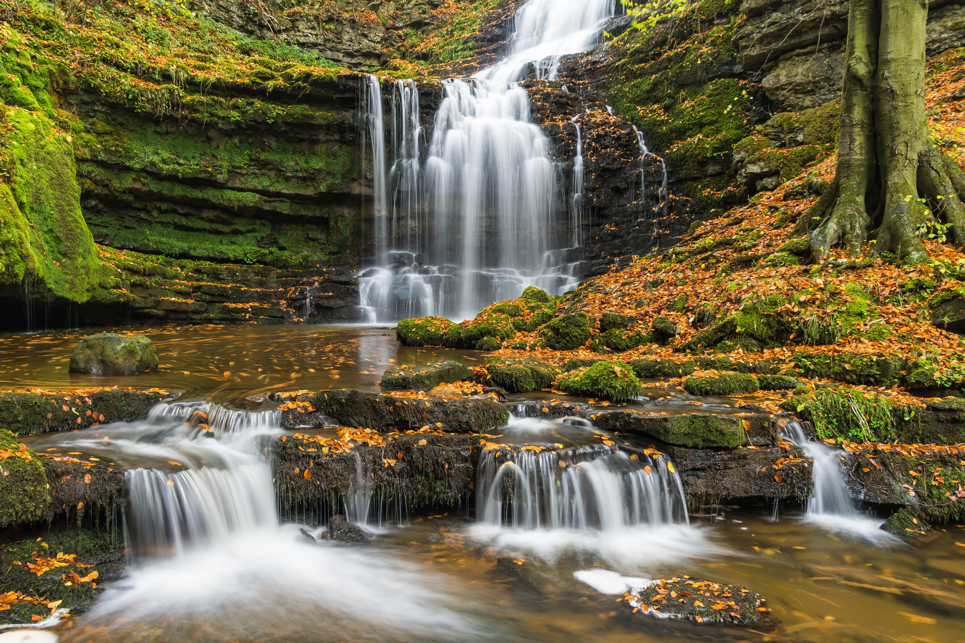 autumnal scaleber falls