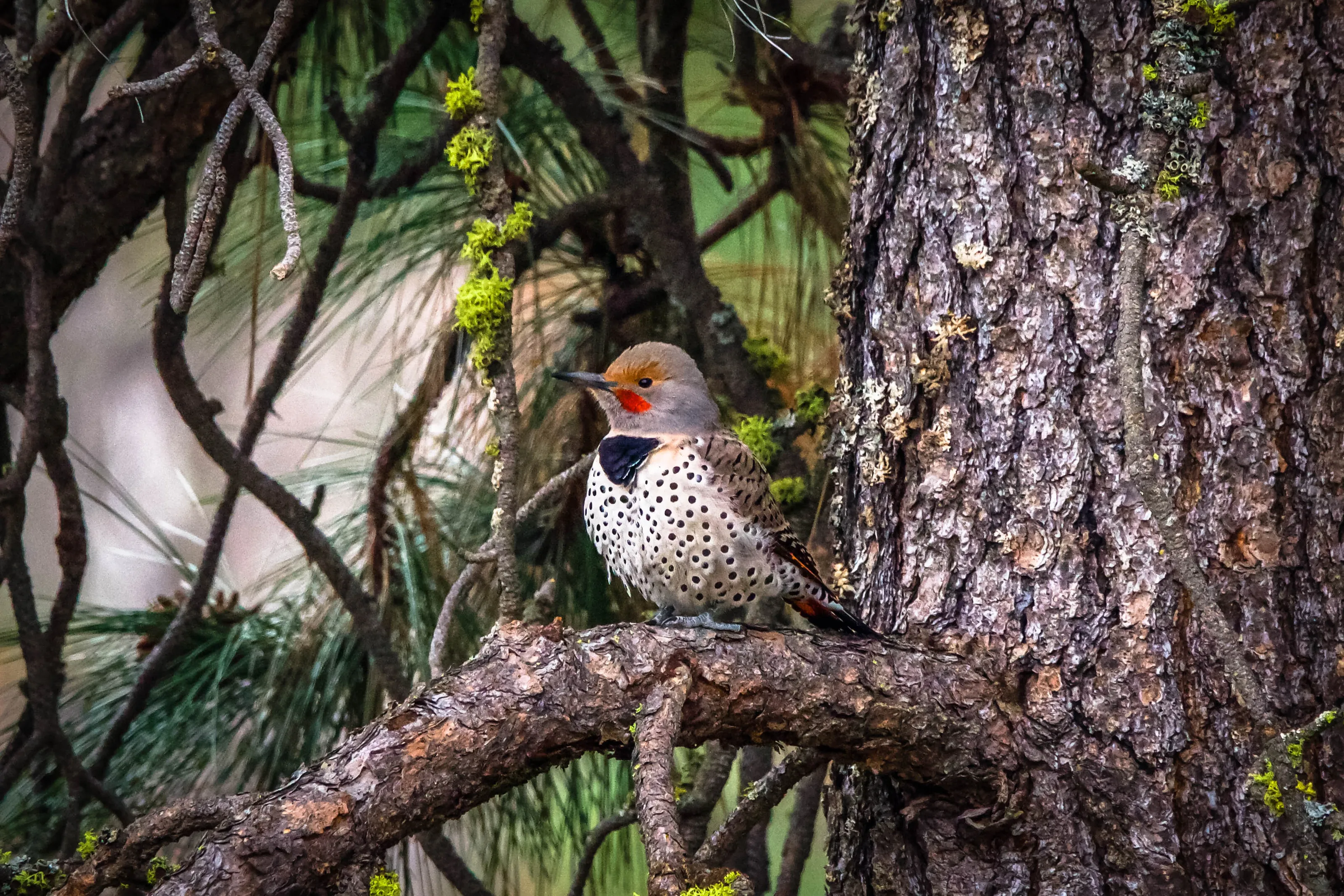 Flicker in the Pines