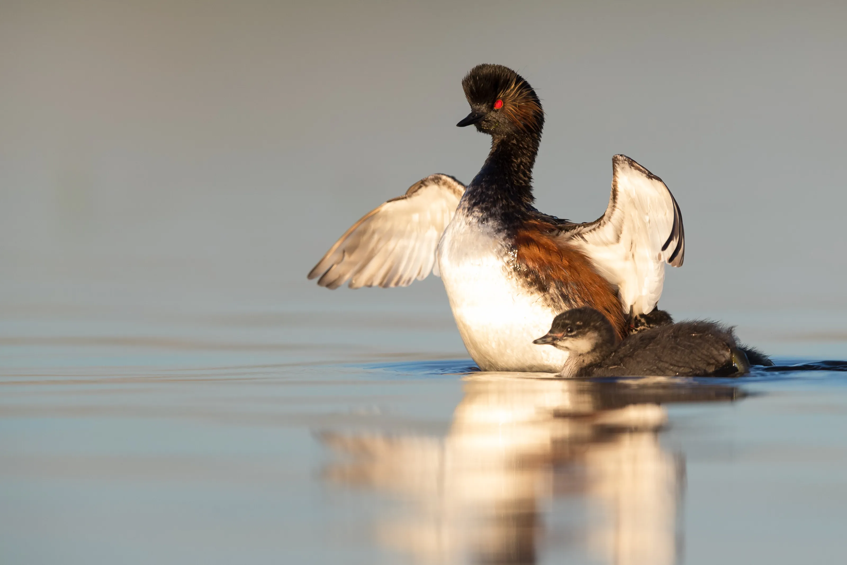 Black-necked Grebe