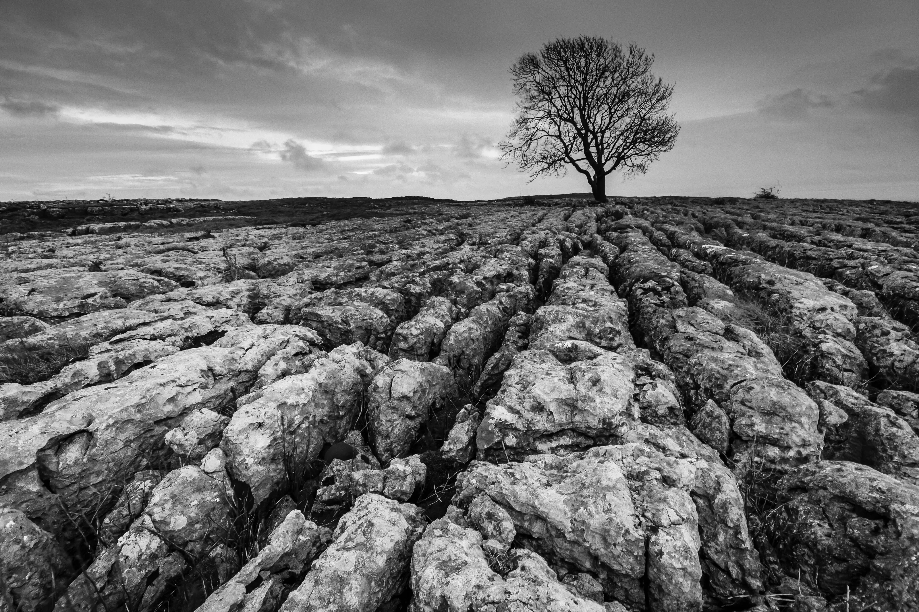 Lone Tree