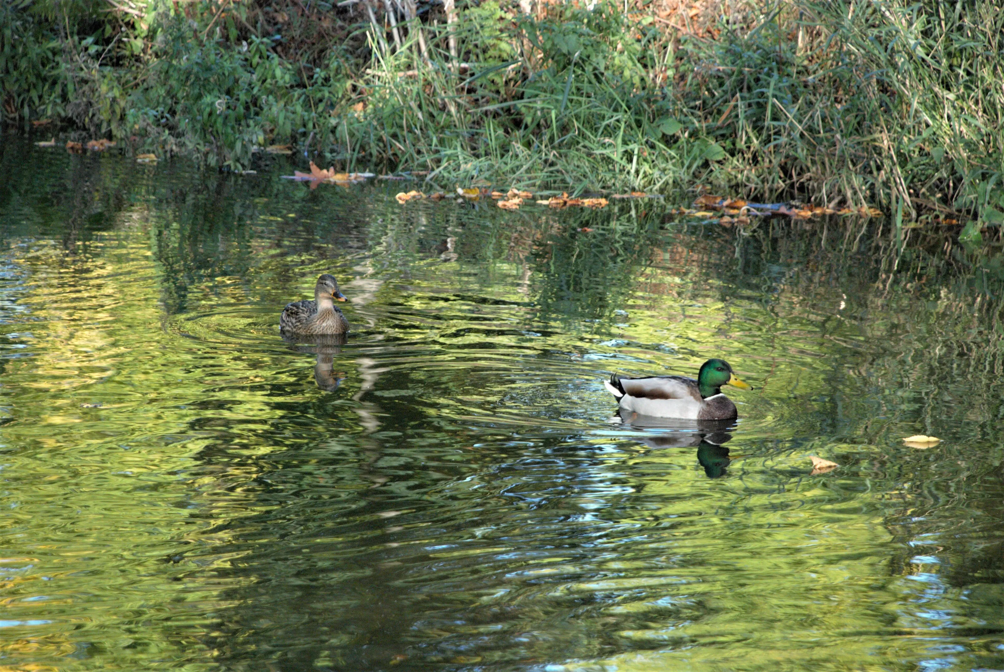 Ducks at Bute Park Cardiff