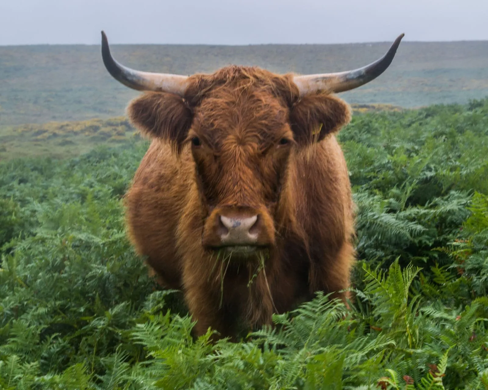 Highland cow