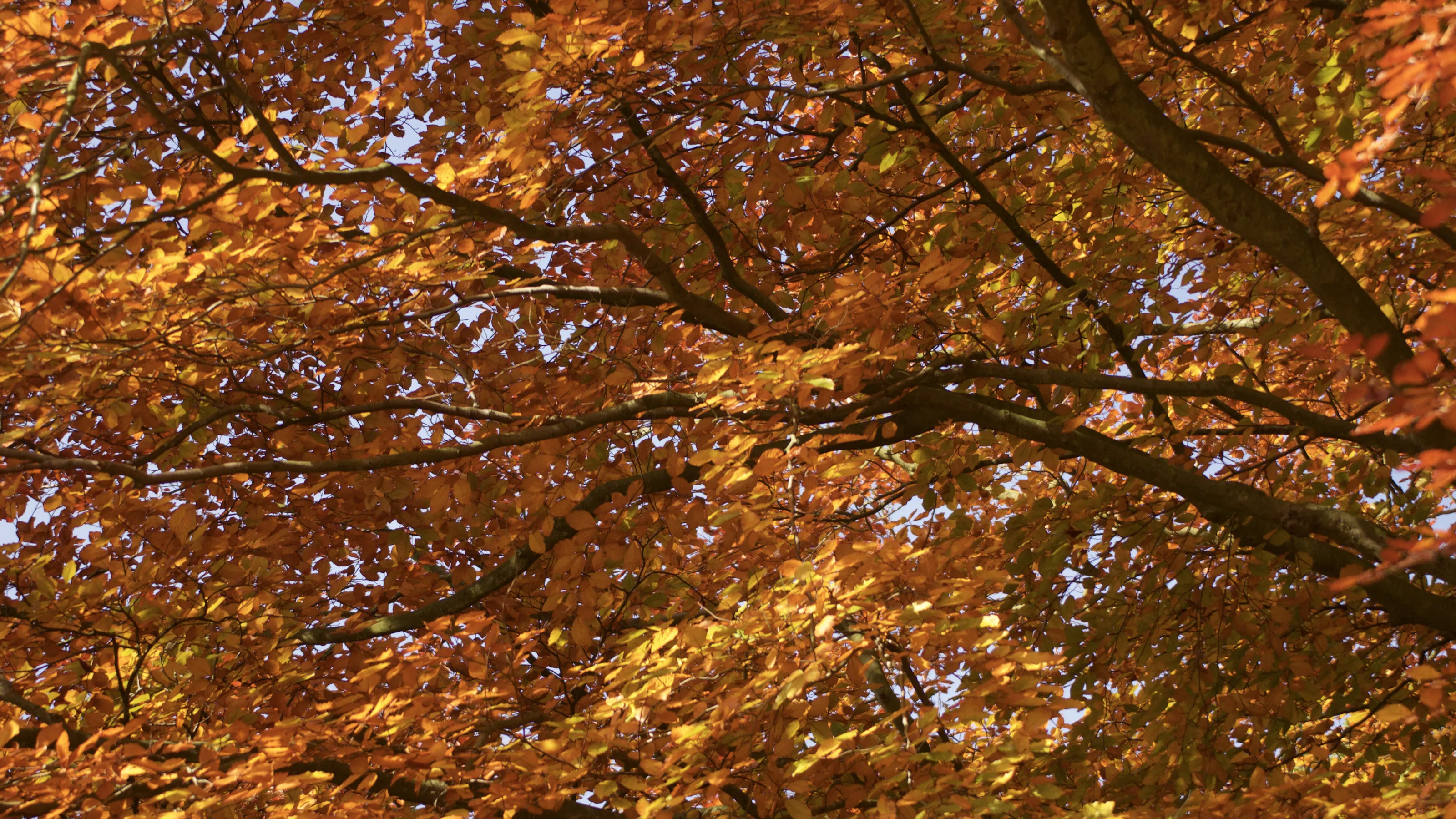 Autumn Leaves