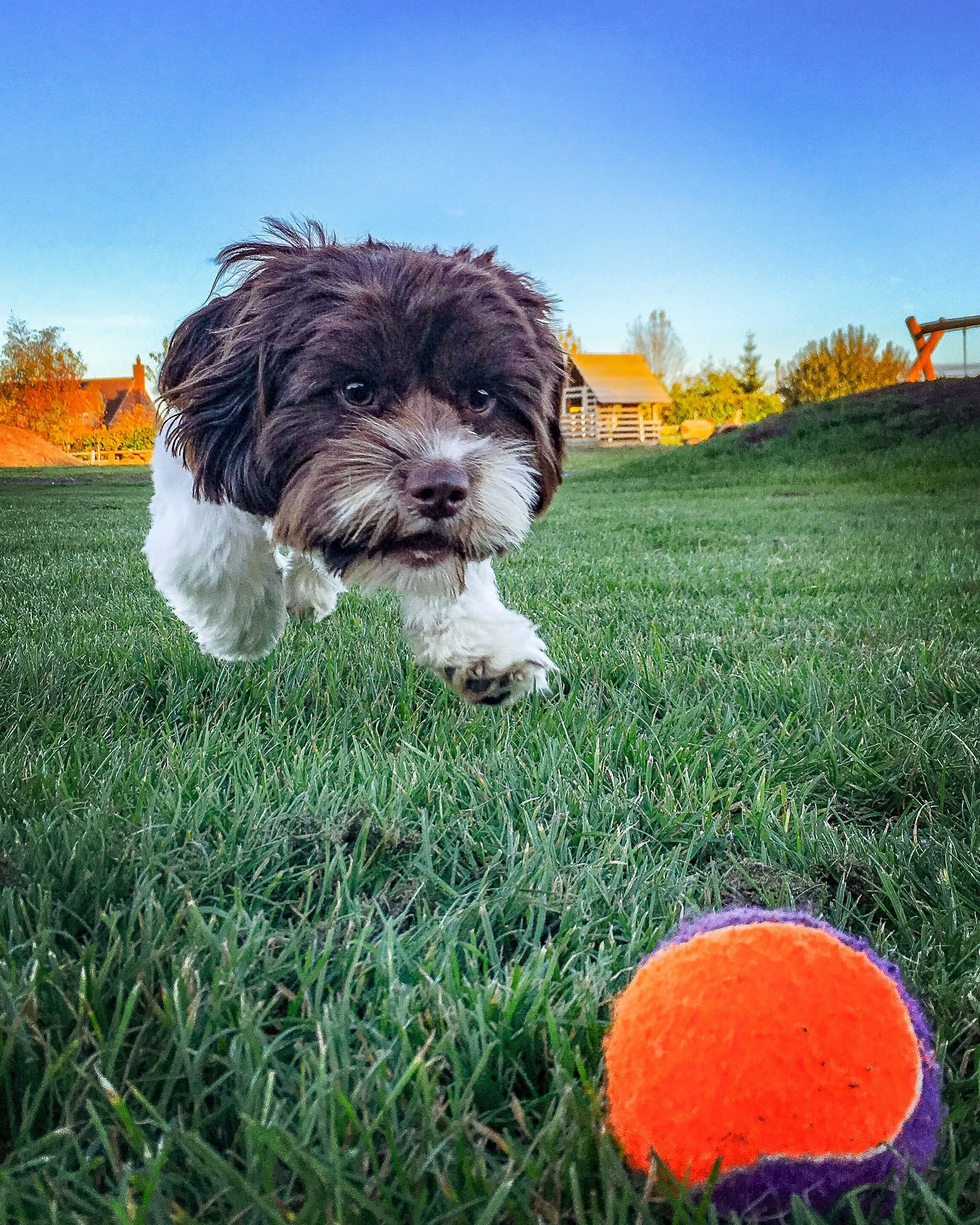 Fetching The Ball