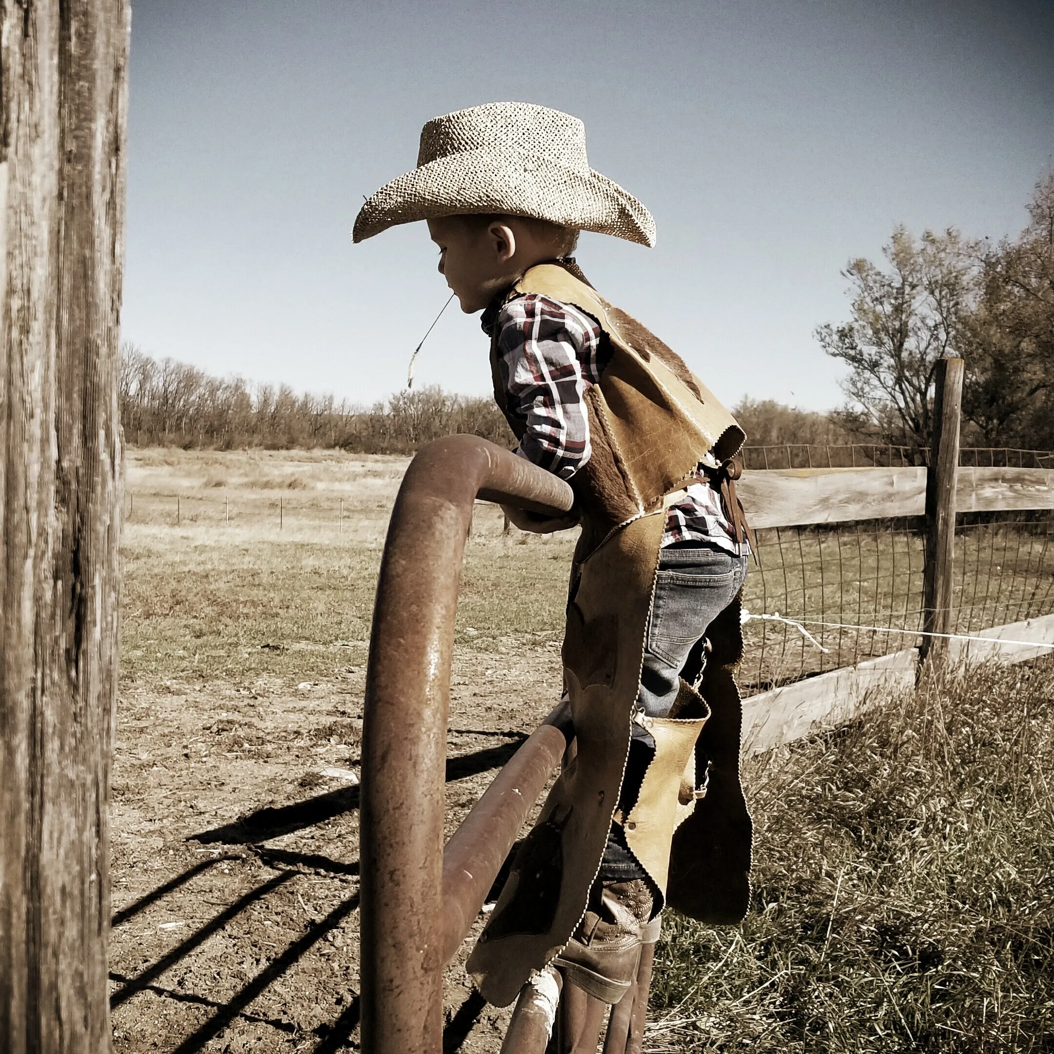 Checking cows