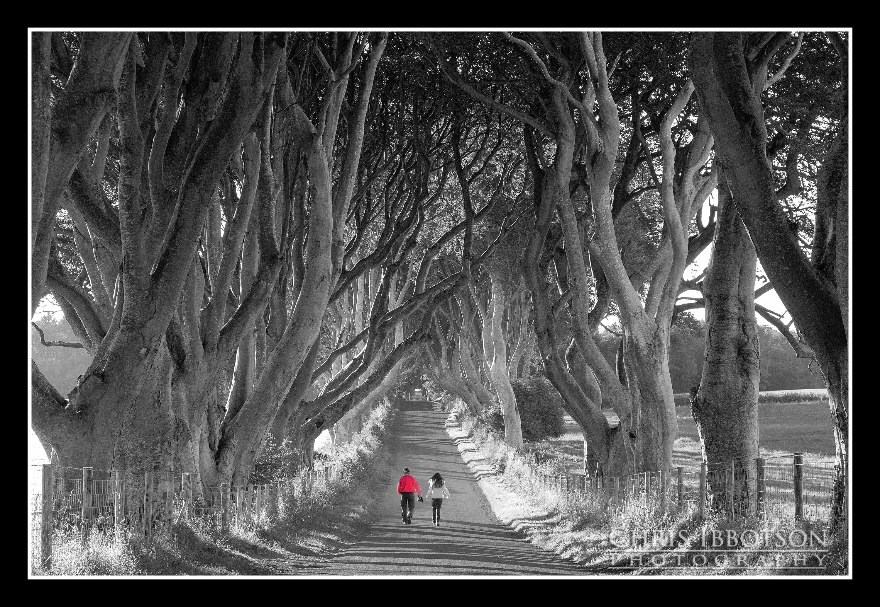 The Dark Hedges