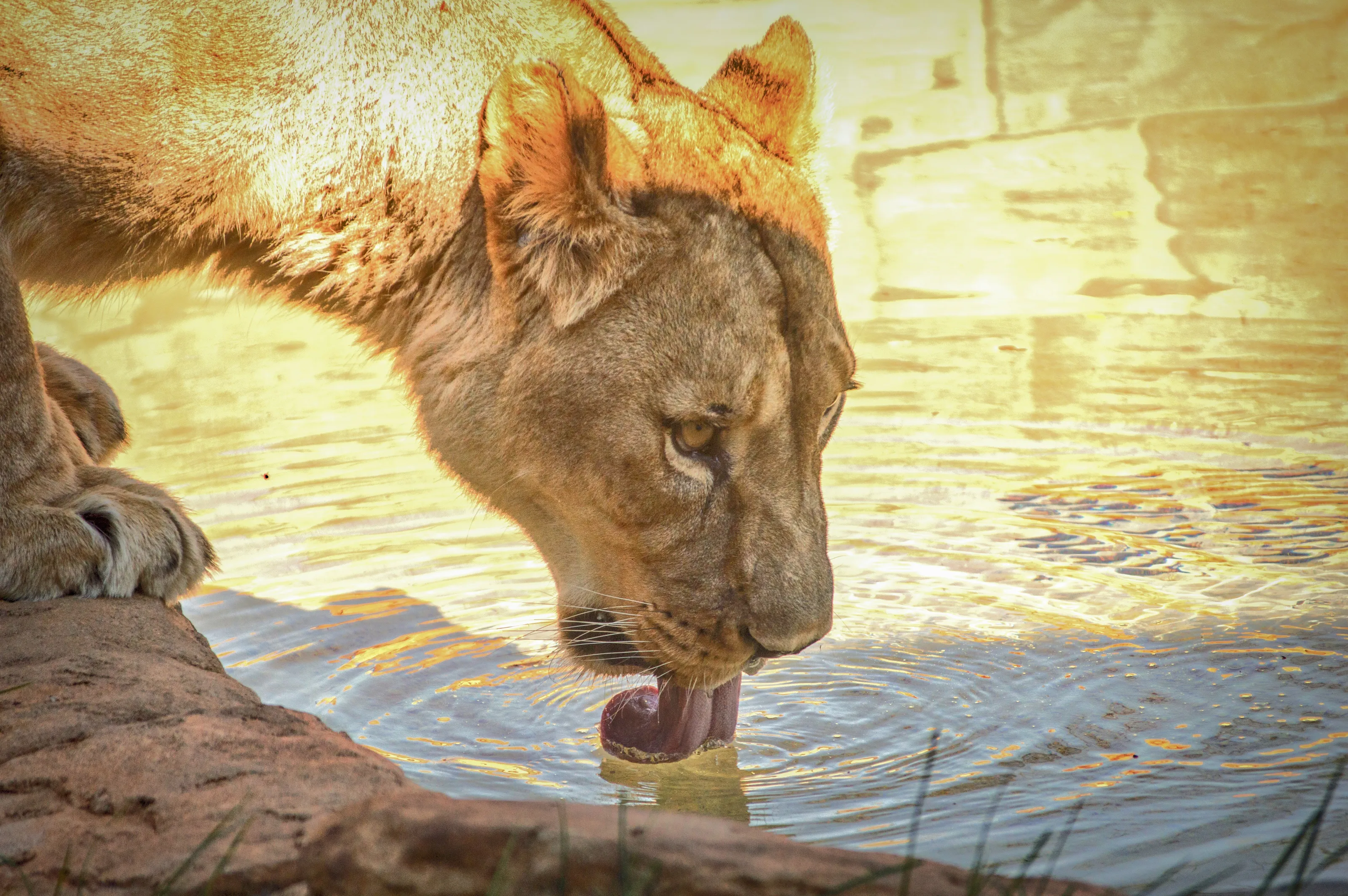 Lioness Drinking