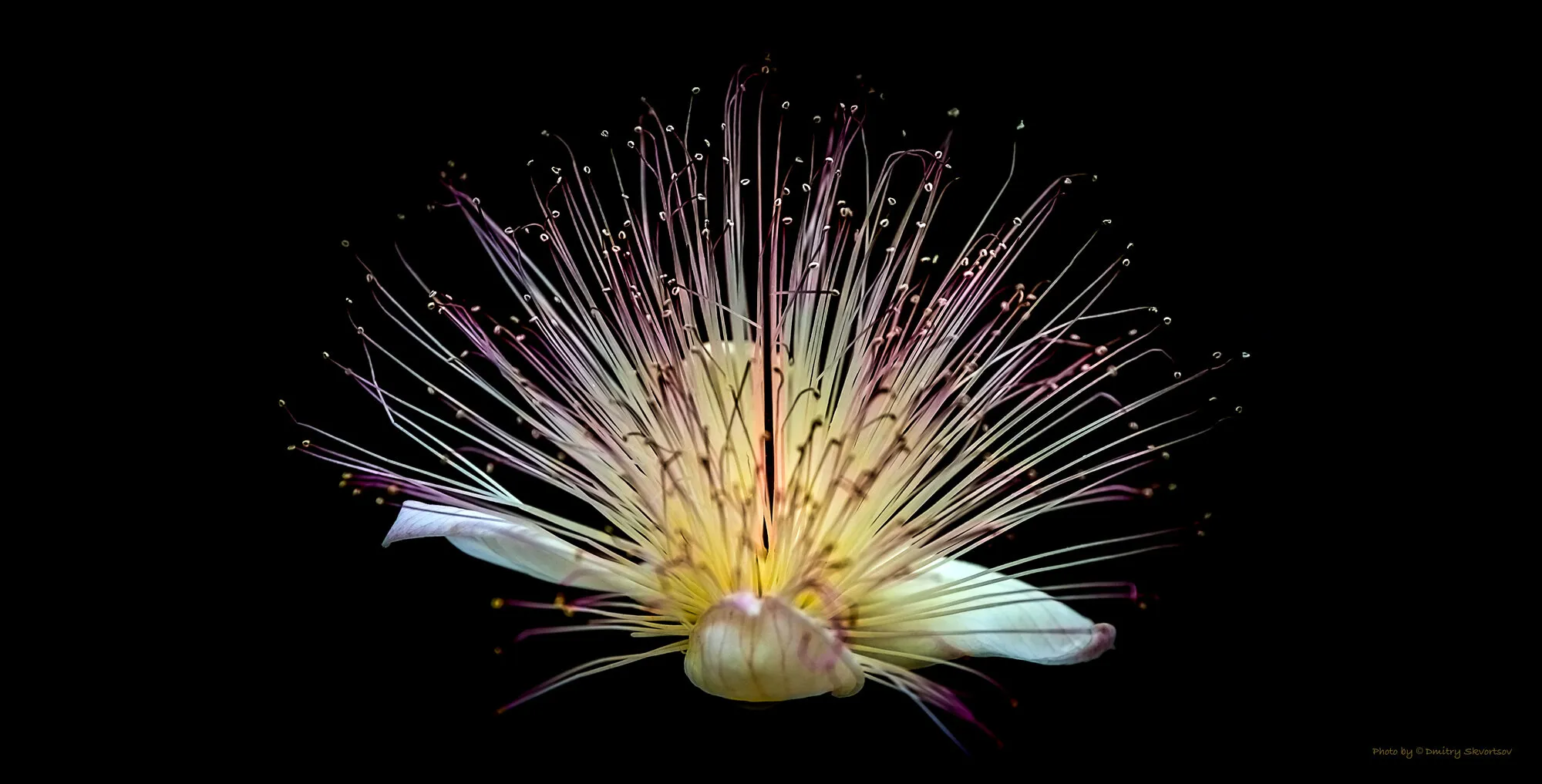 Entry 4327503