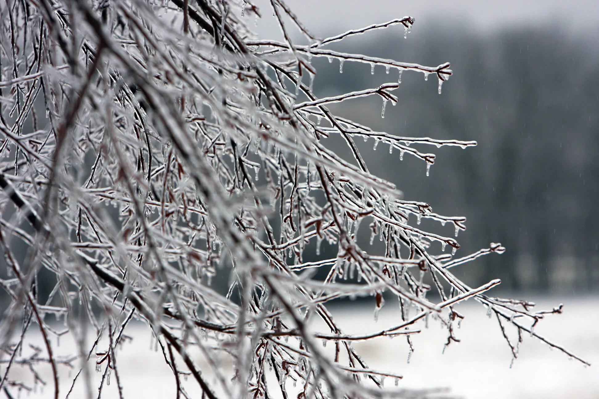 Iced tree