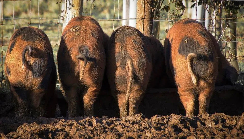 yum yum piggies' bums