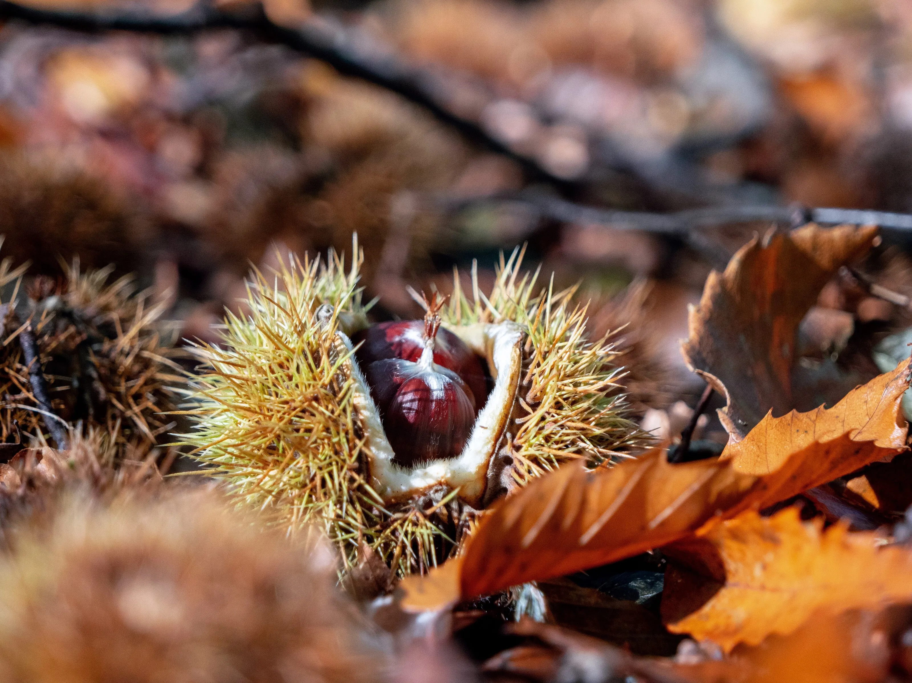 Sweet Chestnuts in the evening Sun