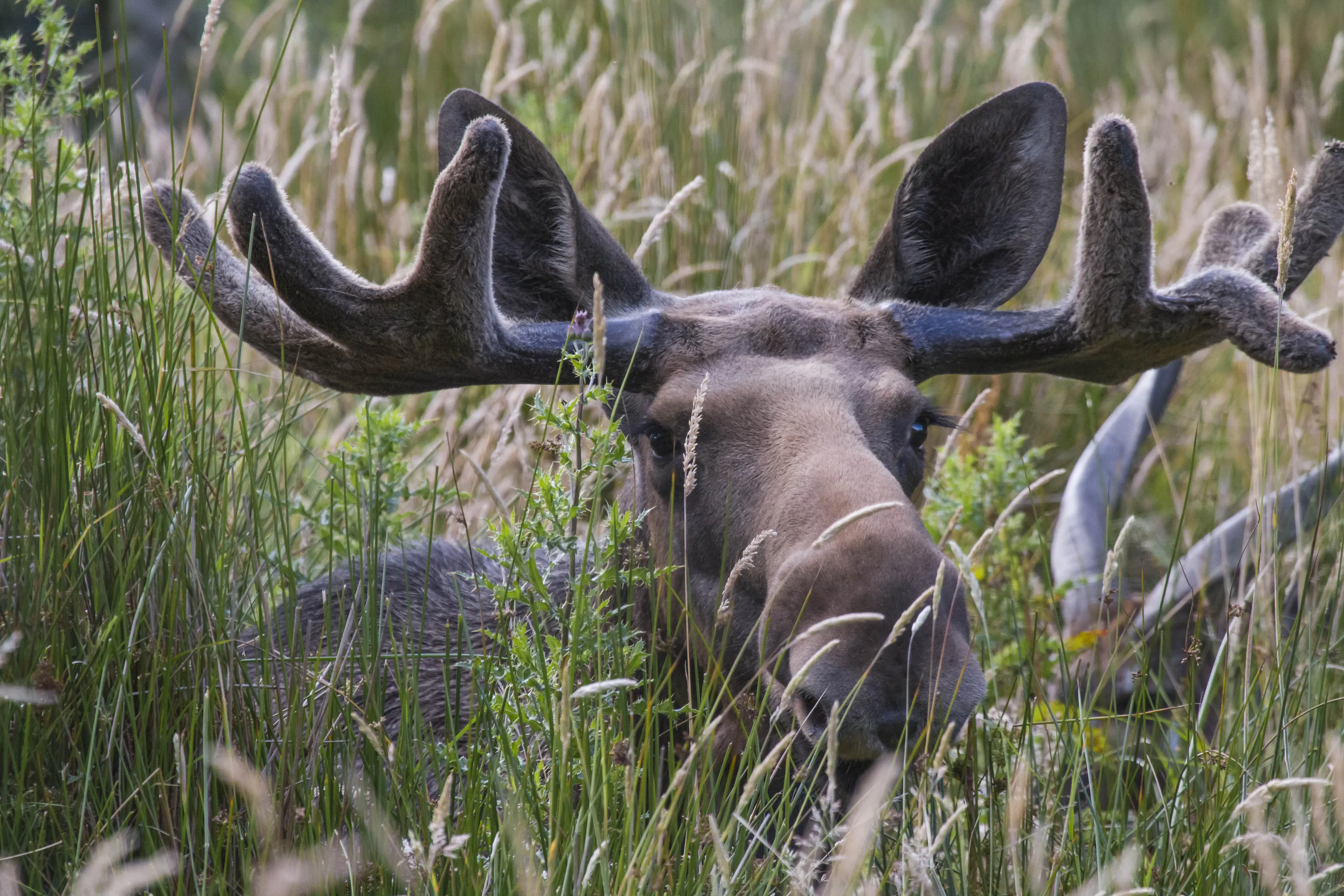 Moose