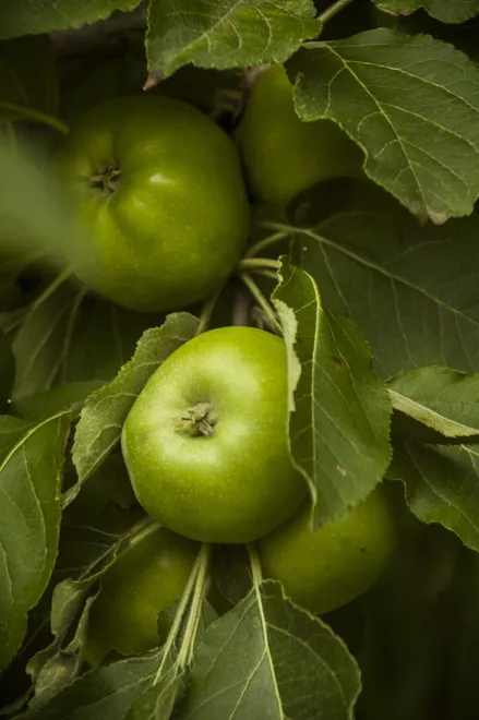Green energy for your body