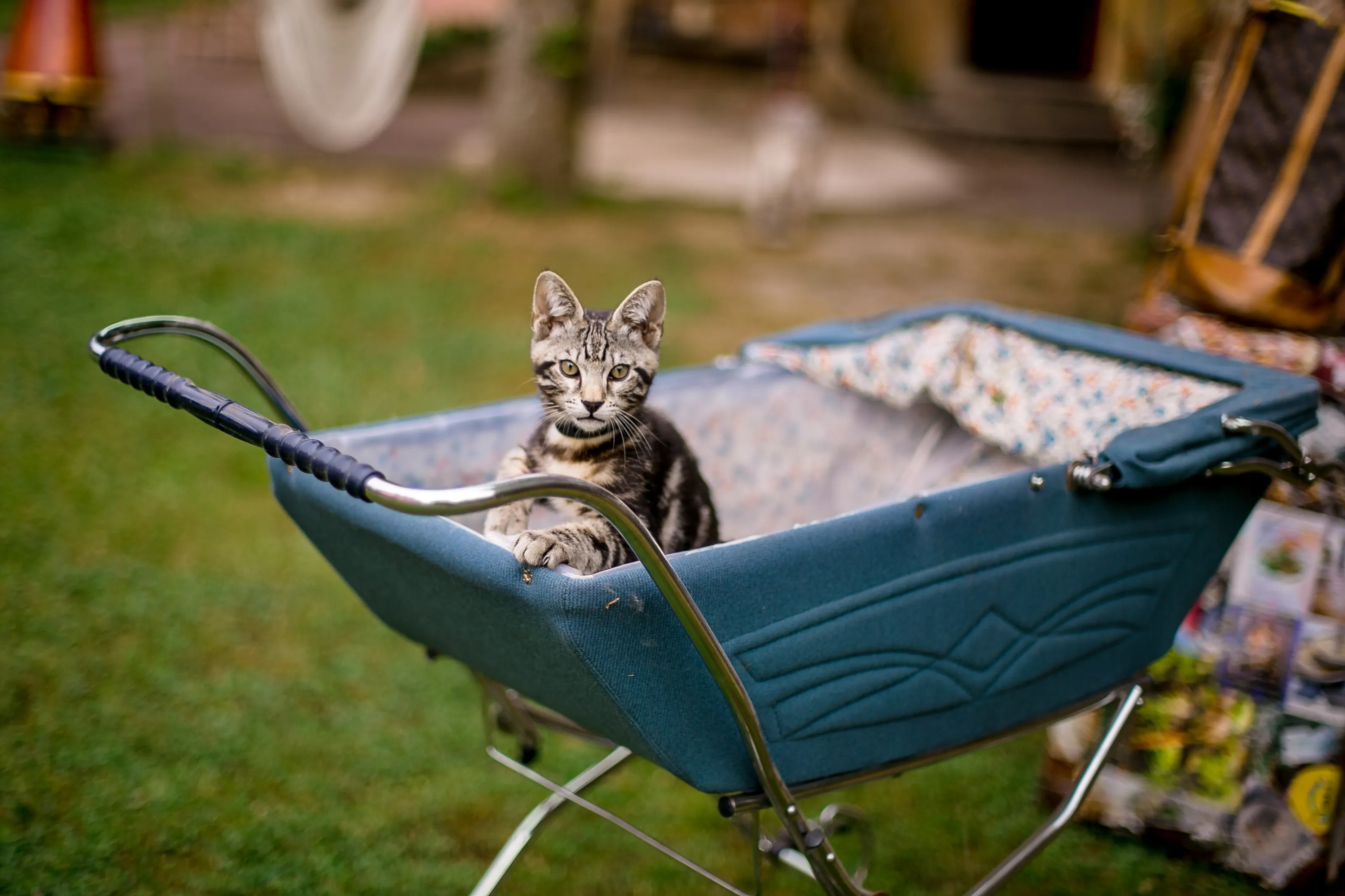 Kitty
