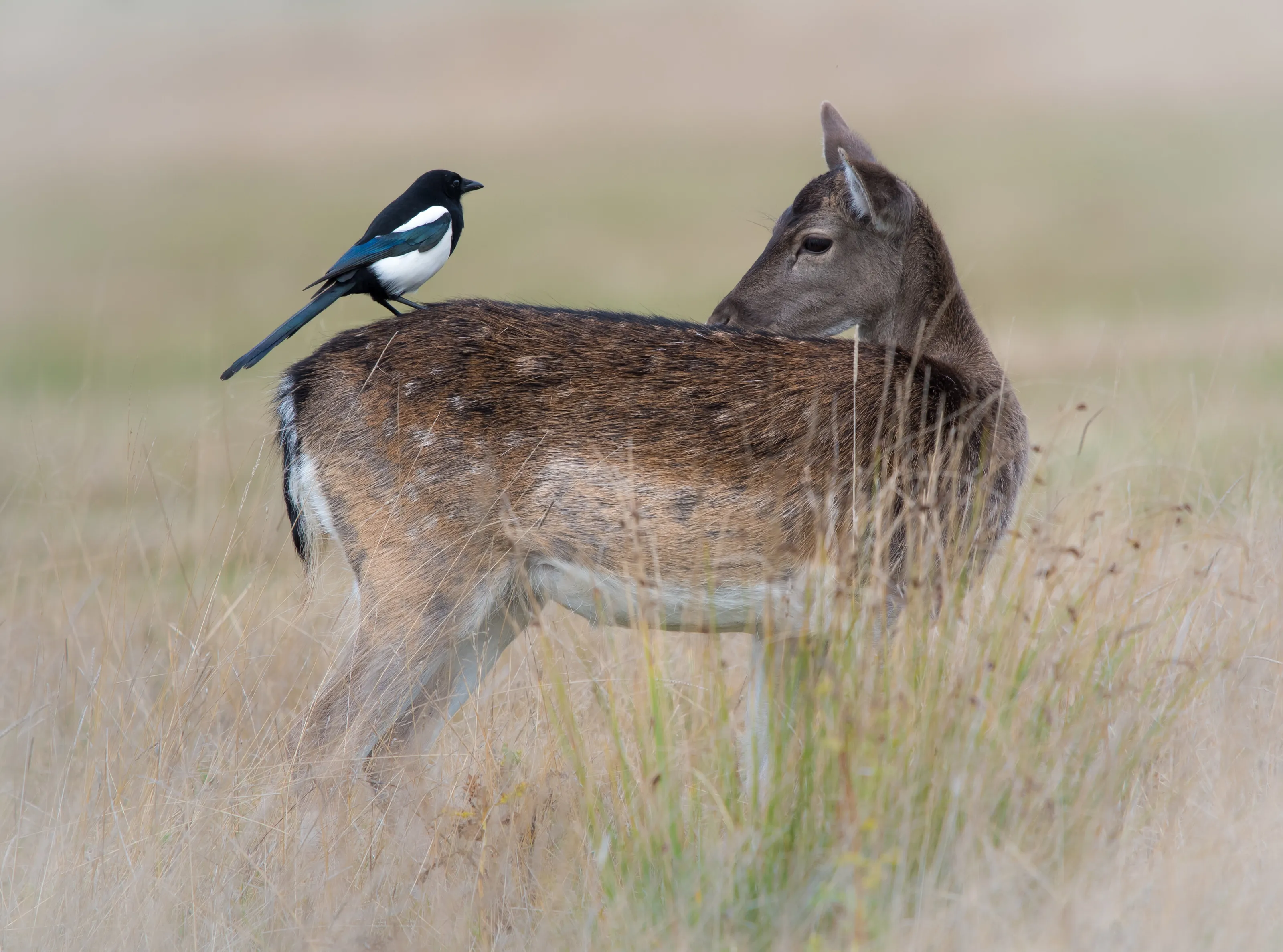 "Hello Deer!"......."Hello Bird!"
