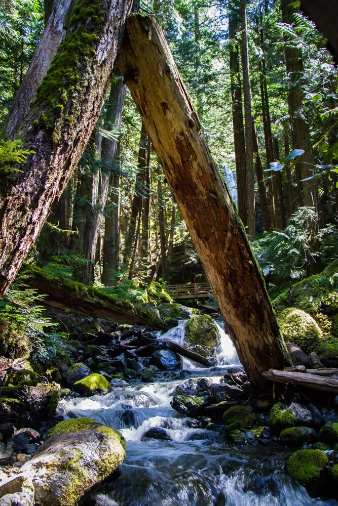 Lupin Falls in spring