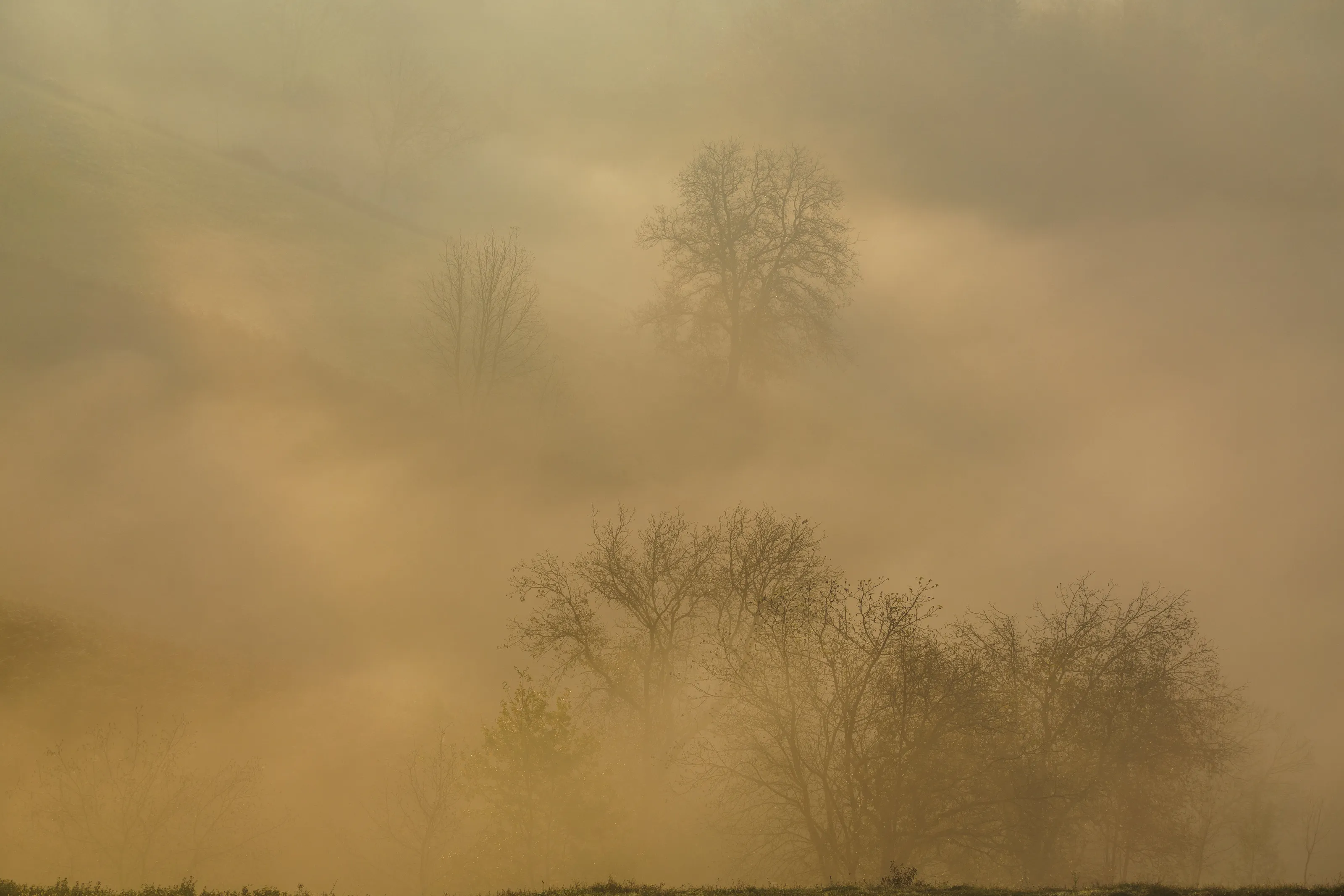 Fog covering trees under hill during sunrise