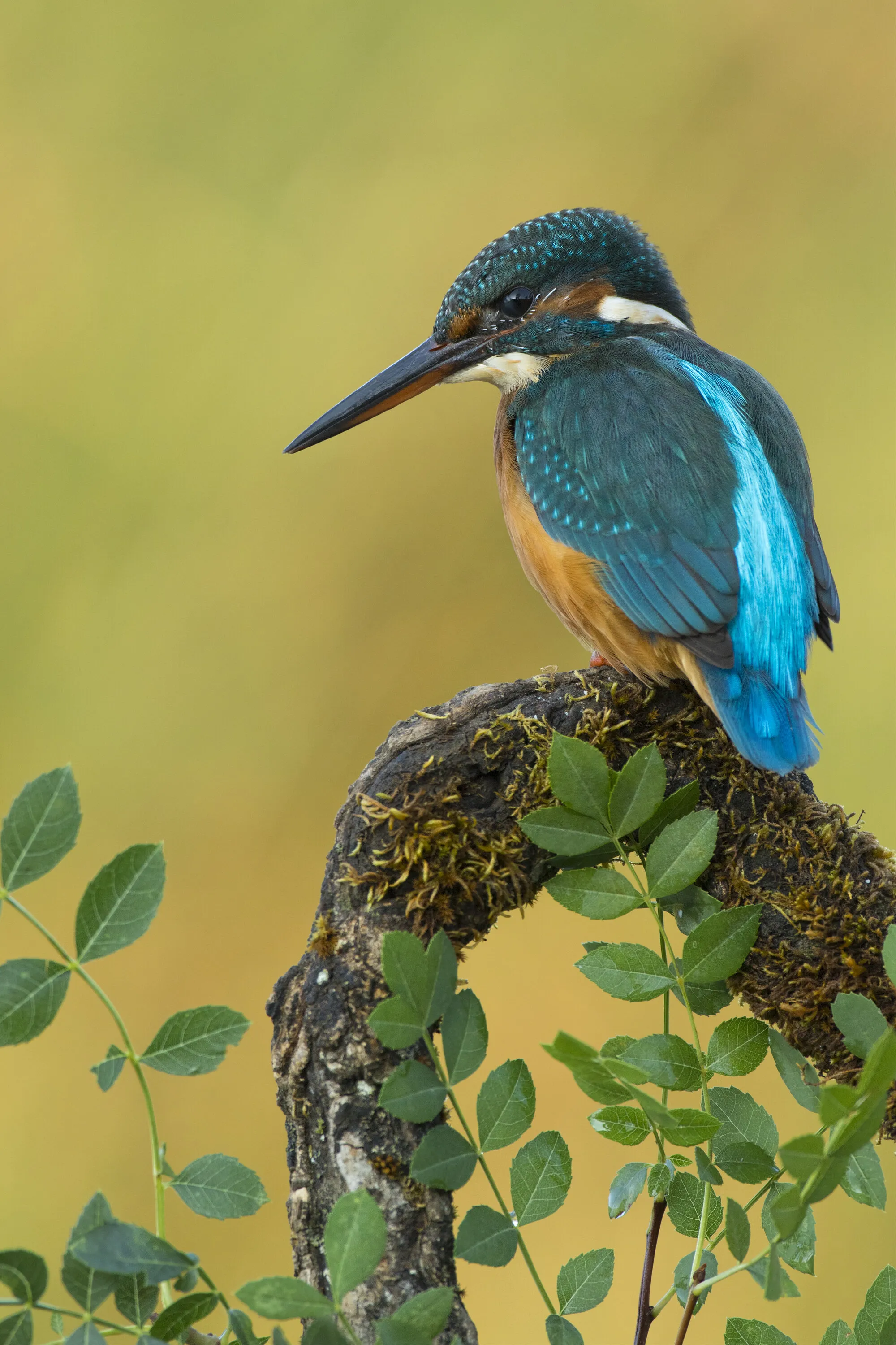 Kingfisher