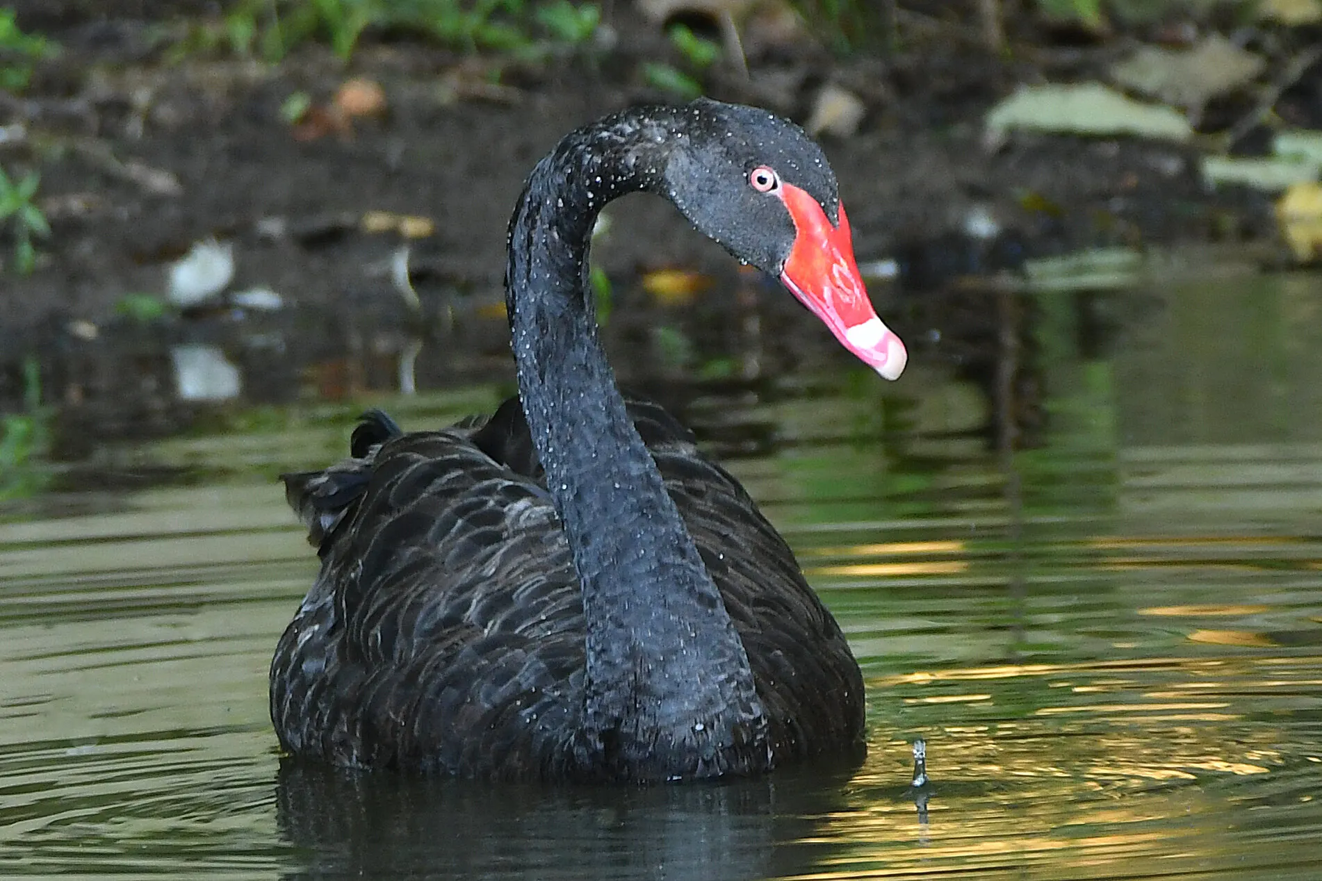 Black Swan