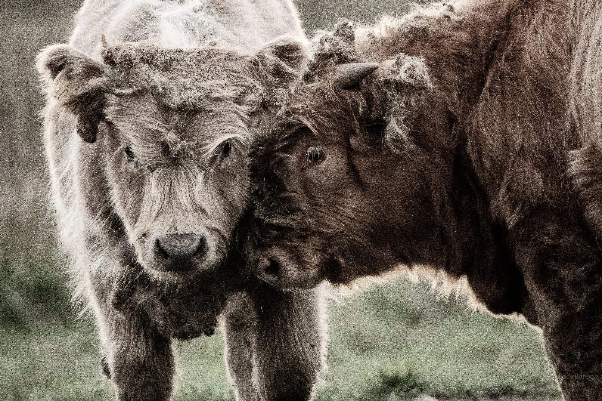Little Bull-ies