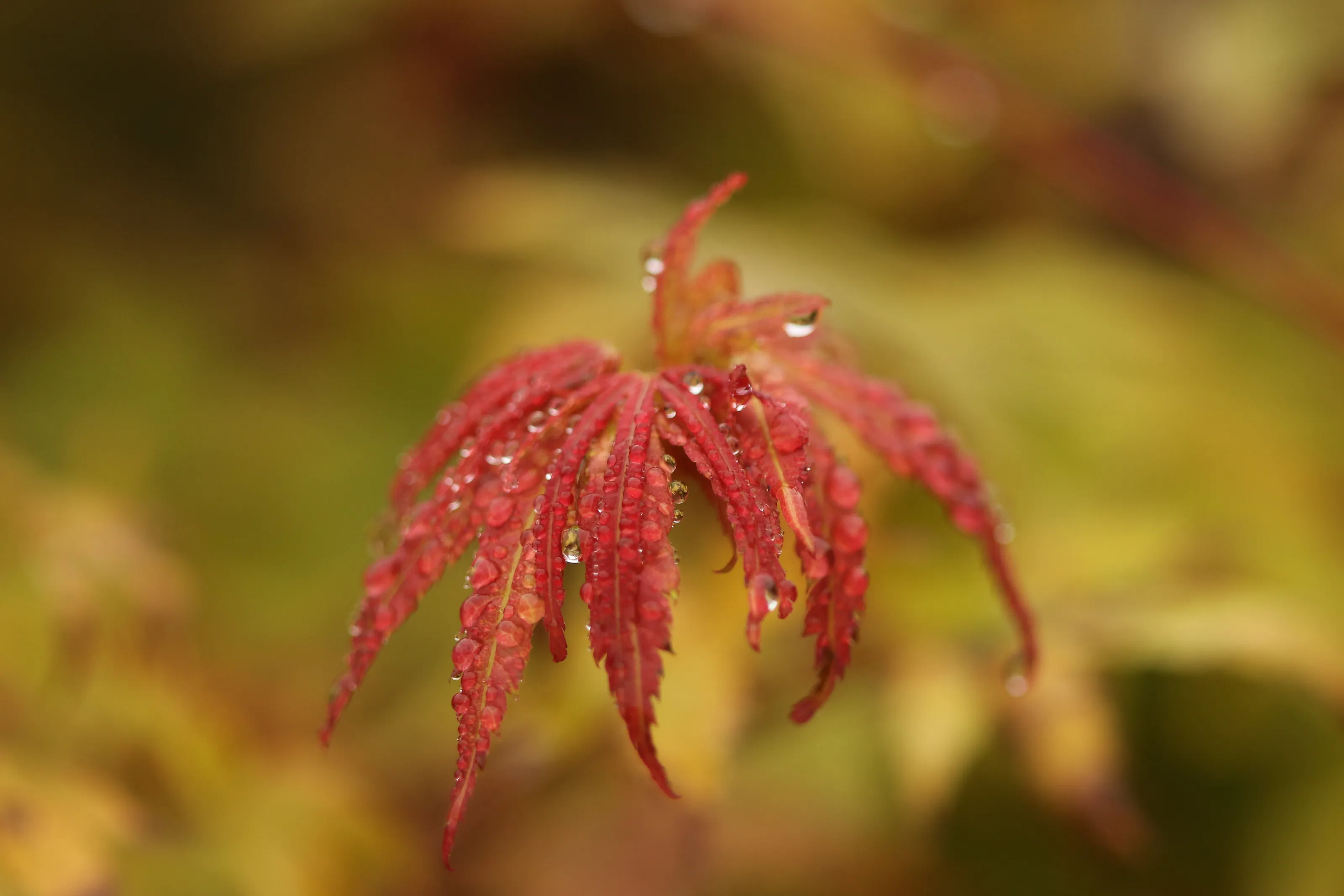Autumn Dew Drop and Leaf